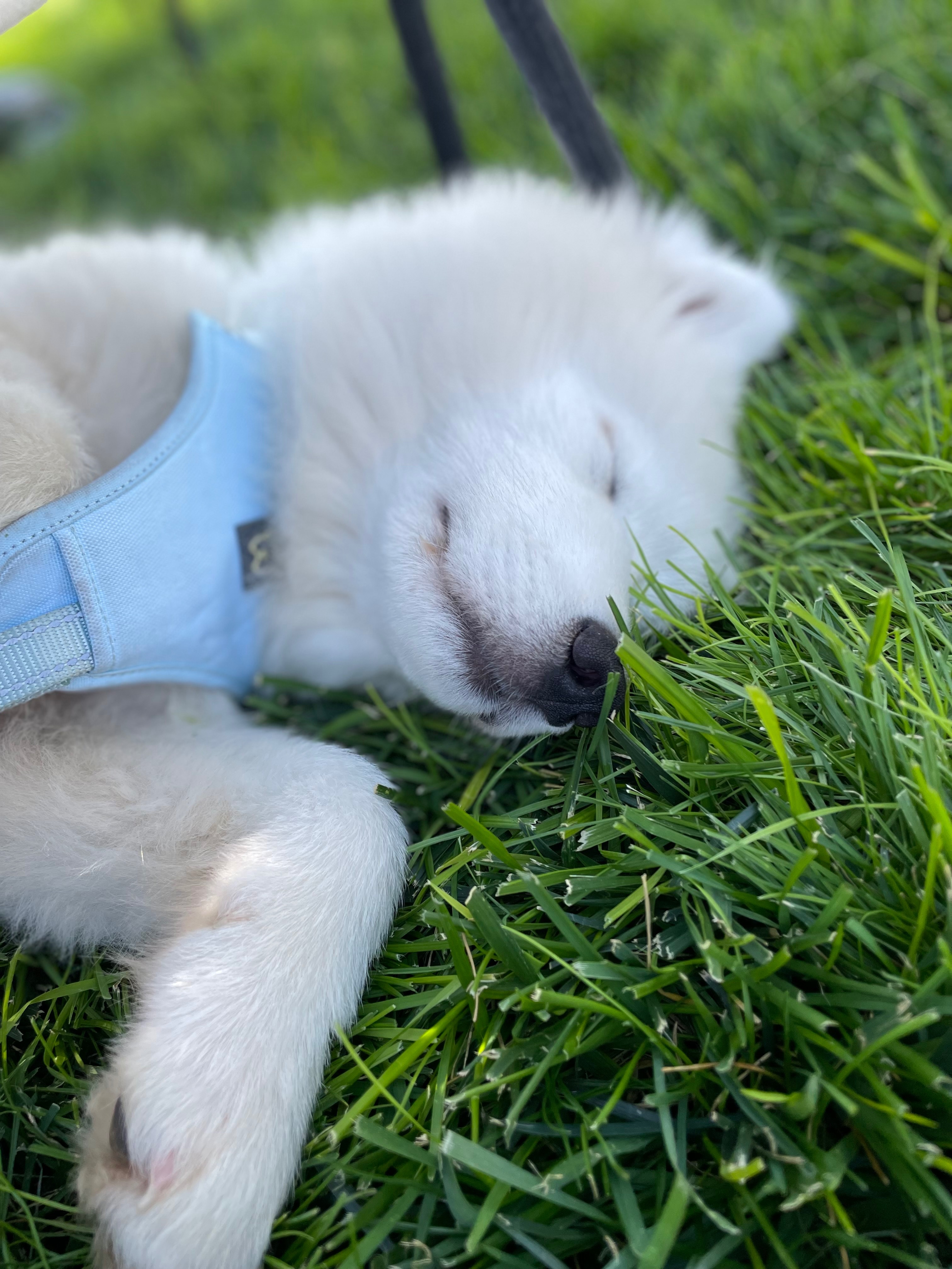 Help Appa Get Critical Heart Surgery campaign photo, 2 of 8