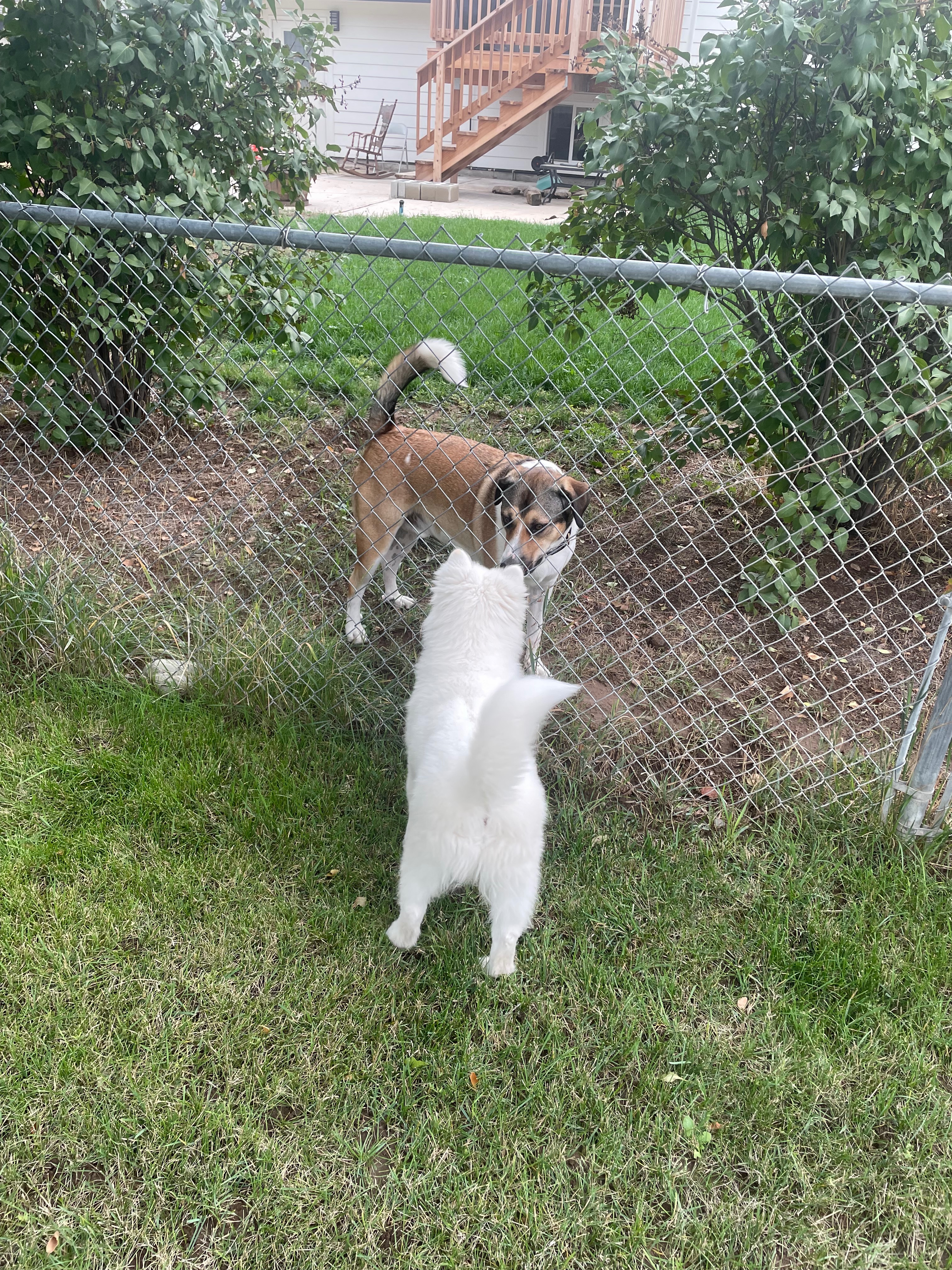 Help Appa Get Critical Heart Surgery campaign photo, 5 of 8