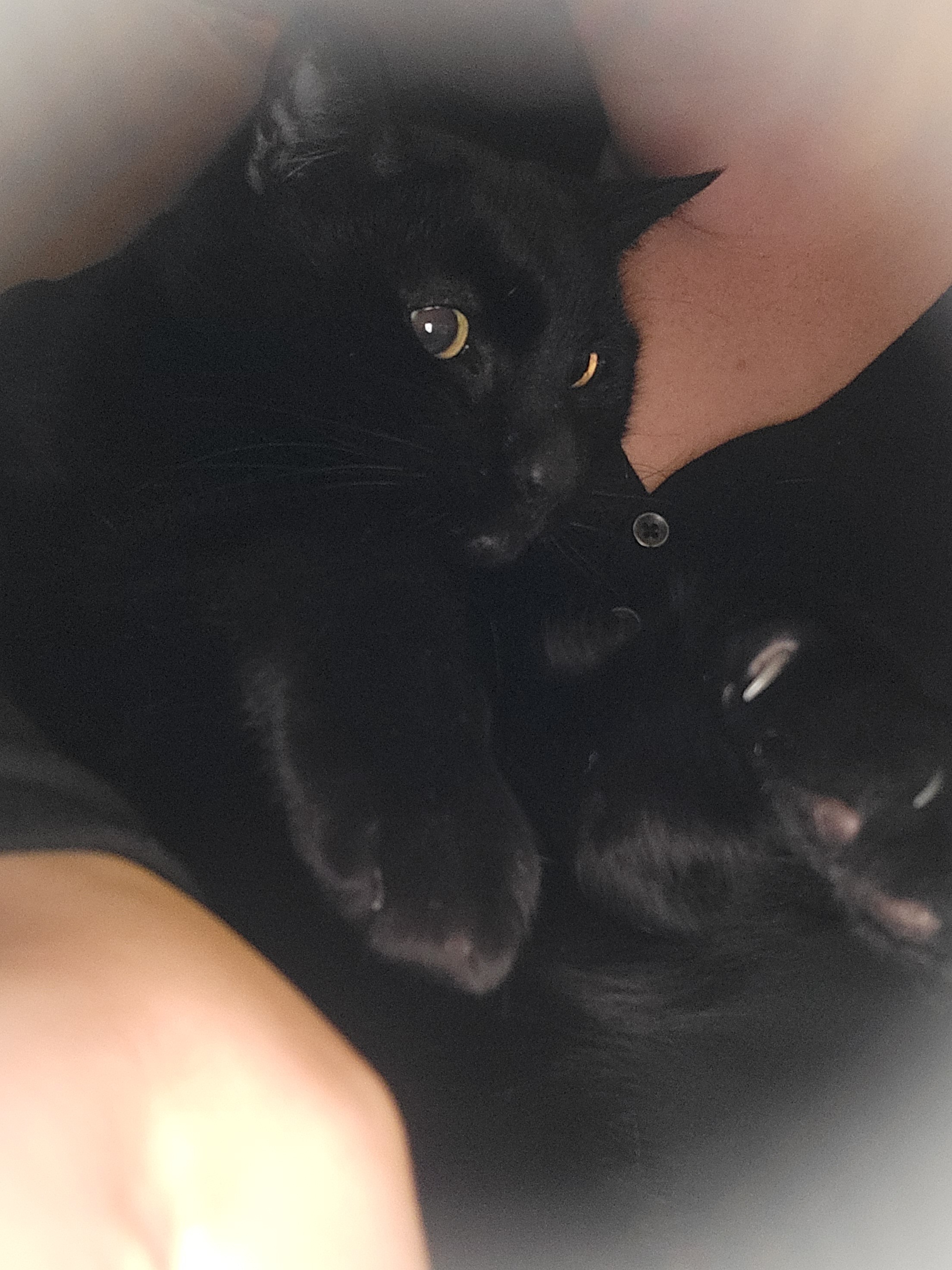 Support Zuzu's Eye Surgery Fund campaign photo, 2 of 6