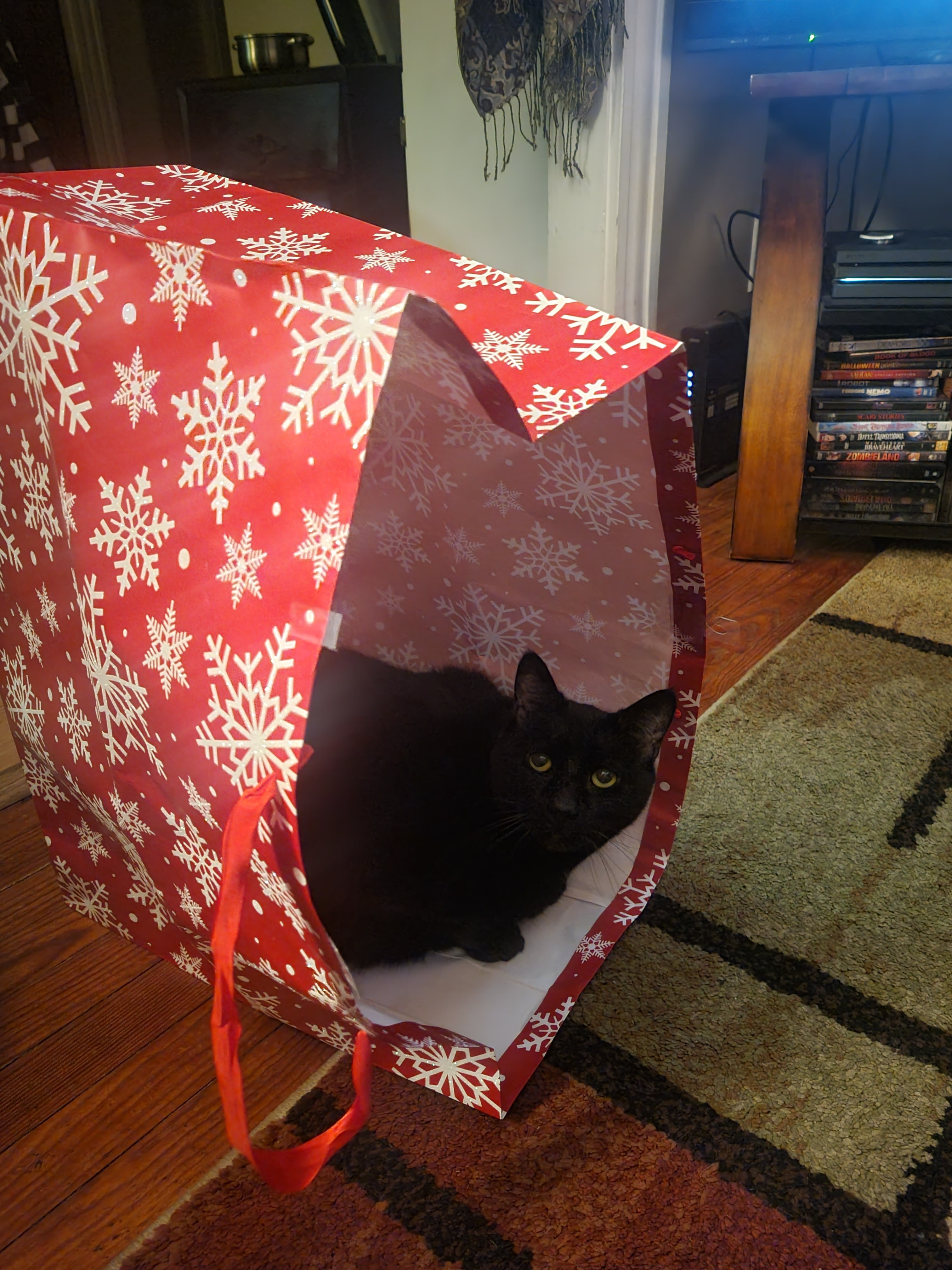 Support Zuzu's Eye Surgery Fund campaign photo, 4 of 6