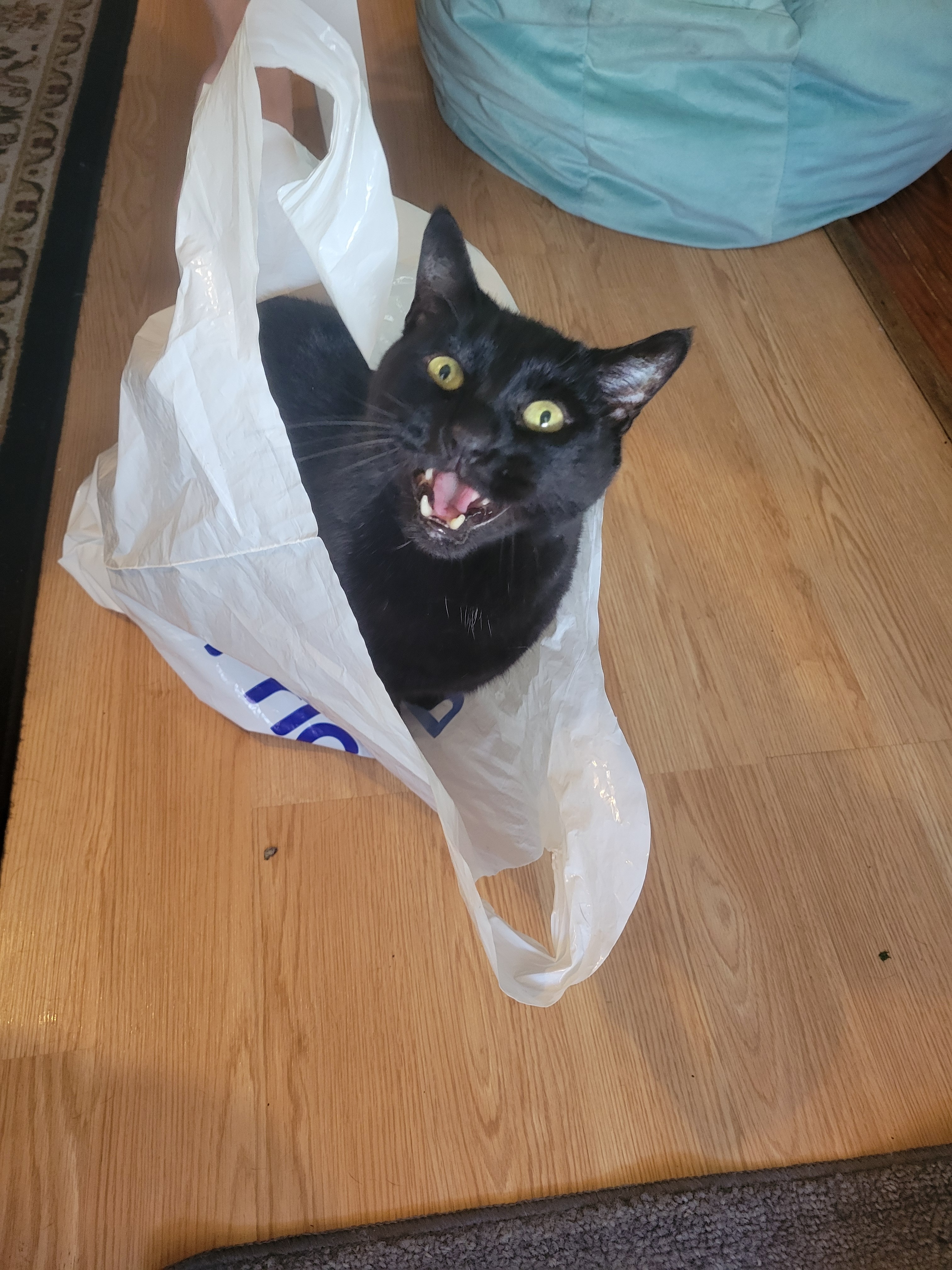 Support Zuzu's Eye Surgery Fund campaign photo, 5 of 6