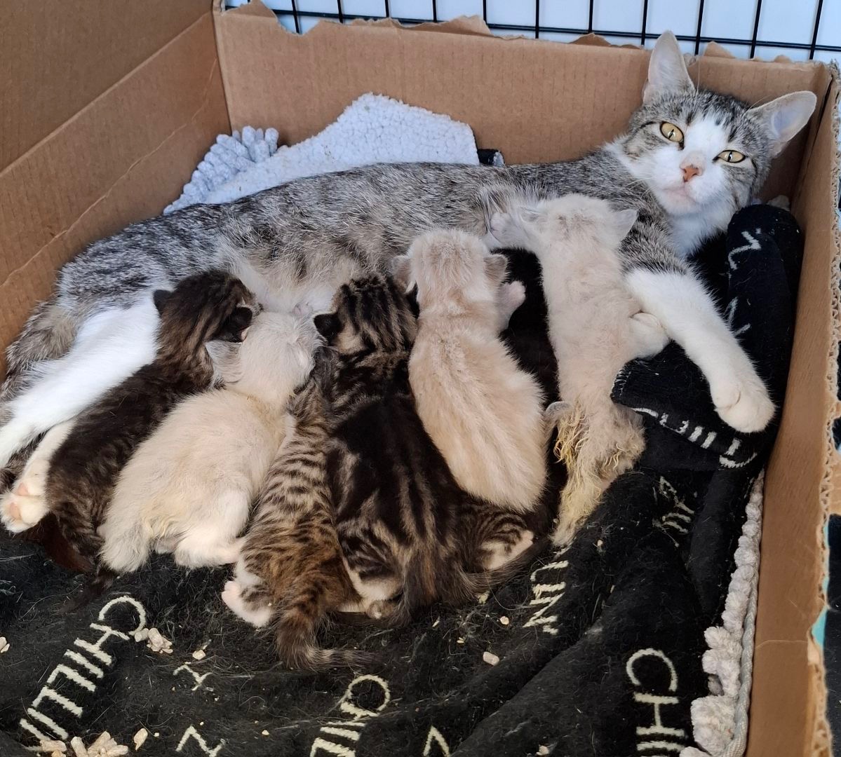 Fund raising for Kitty Kingdom Rescue campaign photo, 7 of 8