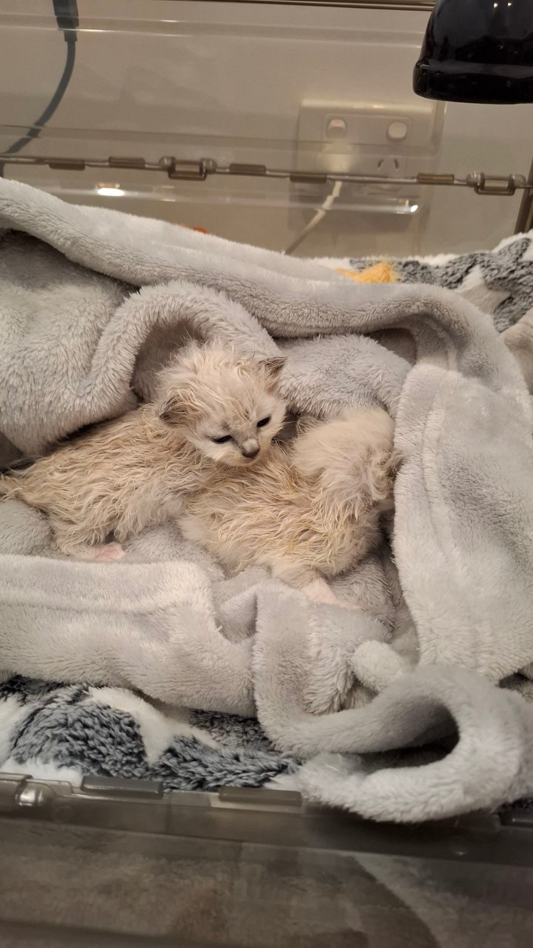 Fund raising for Kitty Kingdom Rescue campaign photo, 2 of 8