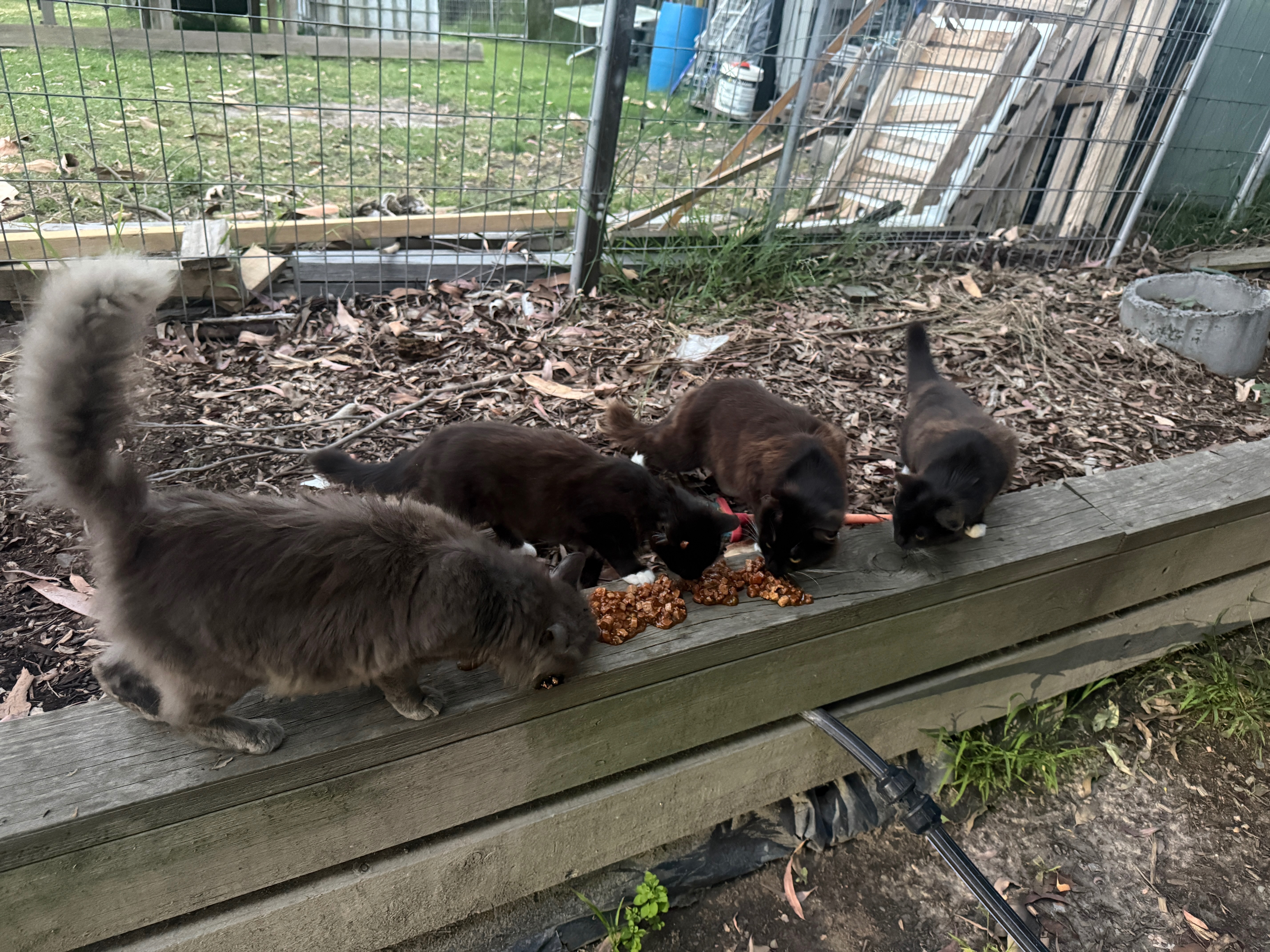 Fund raising for Kitty Kingdom Rescue campaign photo, 5 of 8