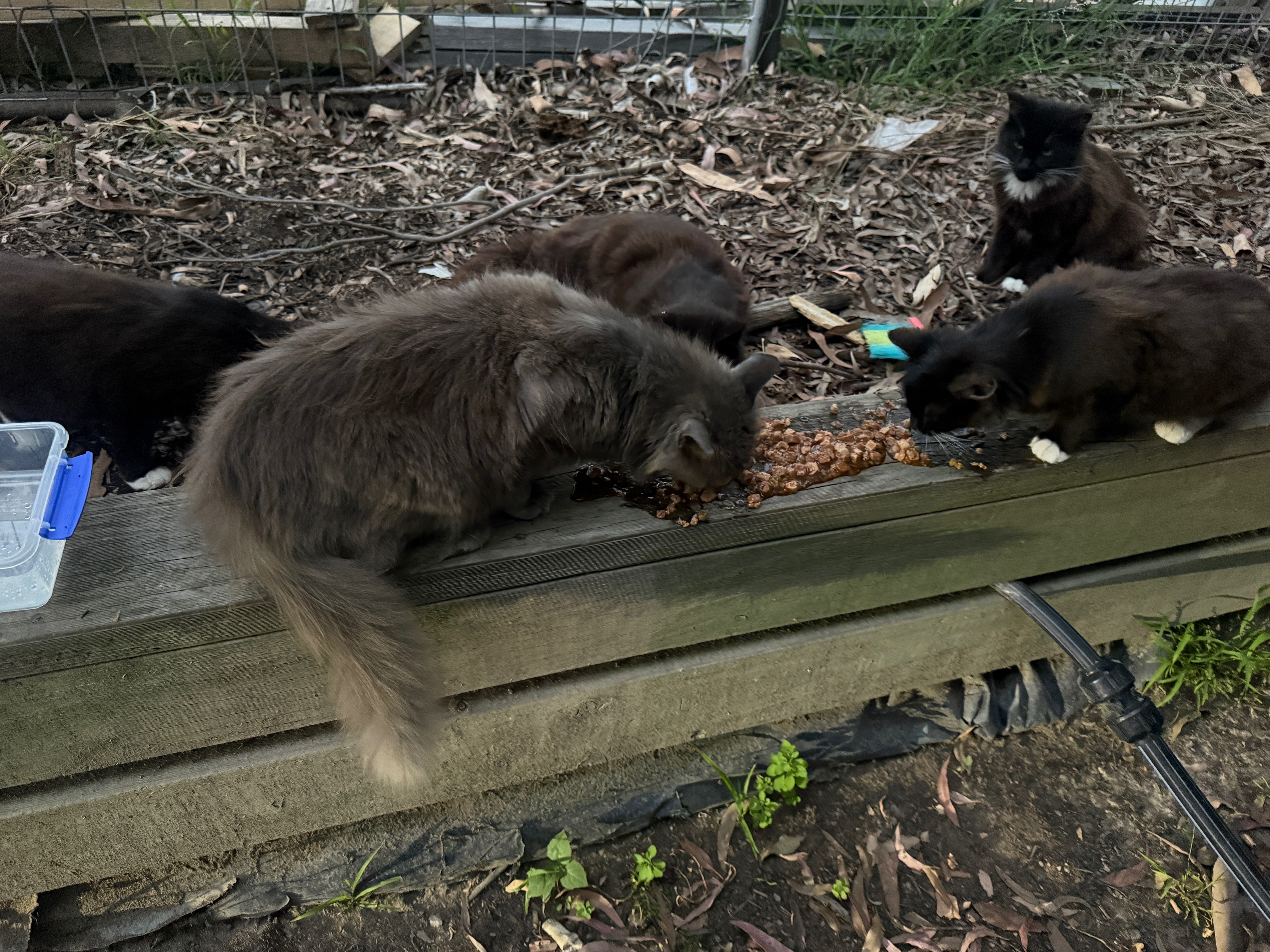 Fund raising for Kitty Kingdom Rescue campaign photo, 6 of 8