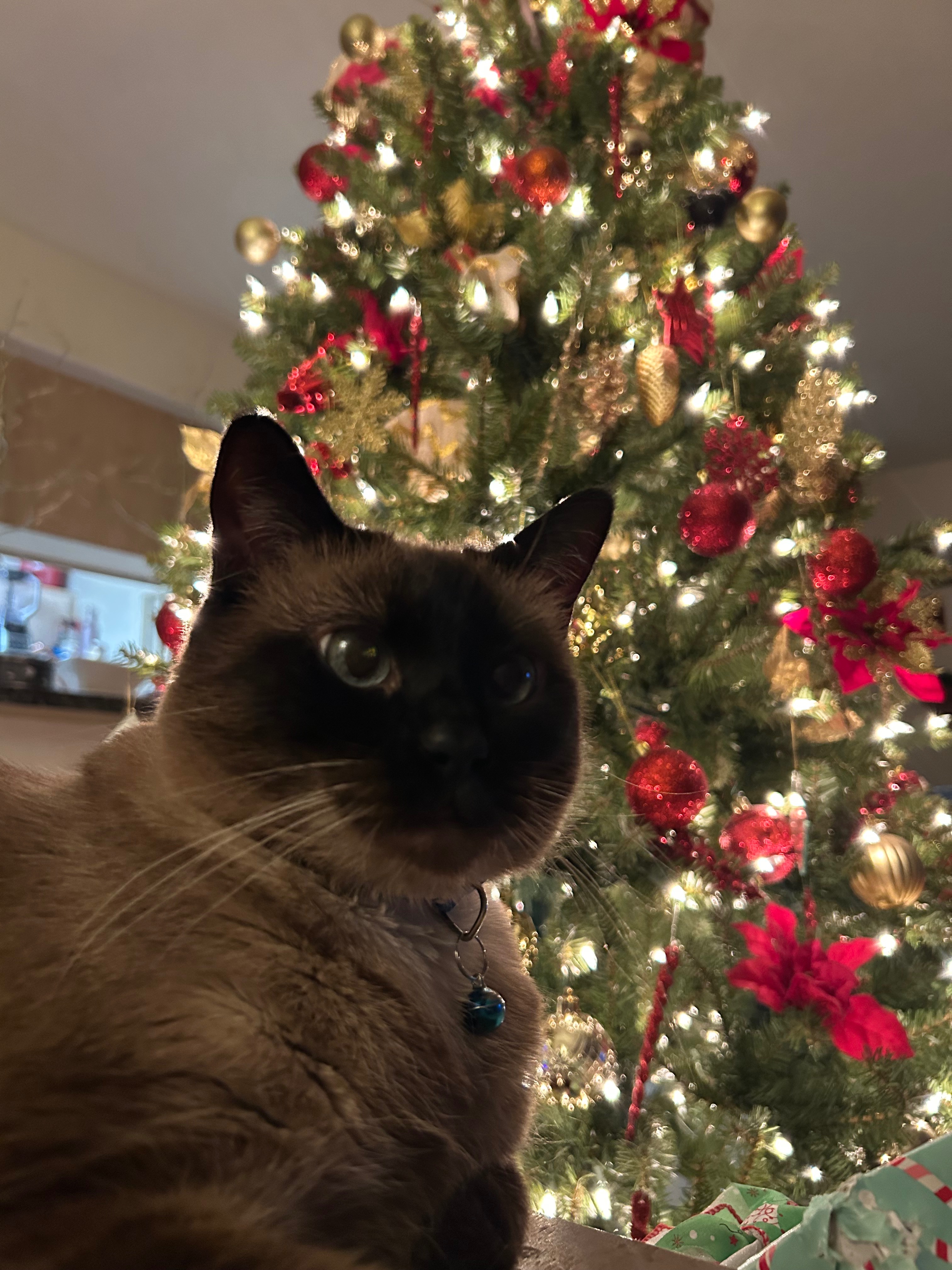 Support Luna’s Surgery for Bladder Stones campaign photo, 4 of 8