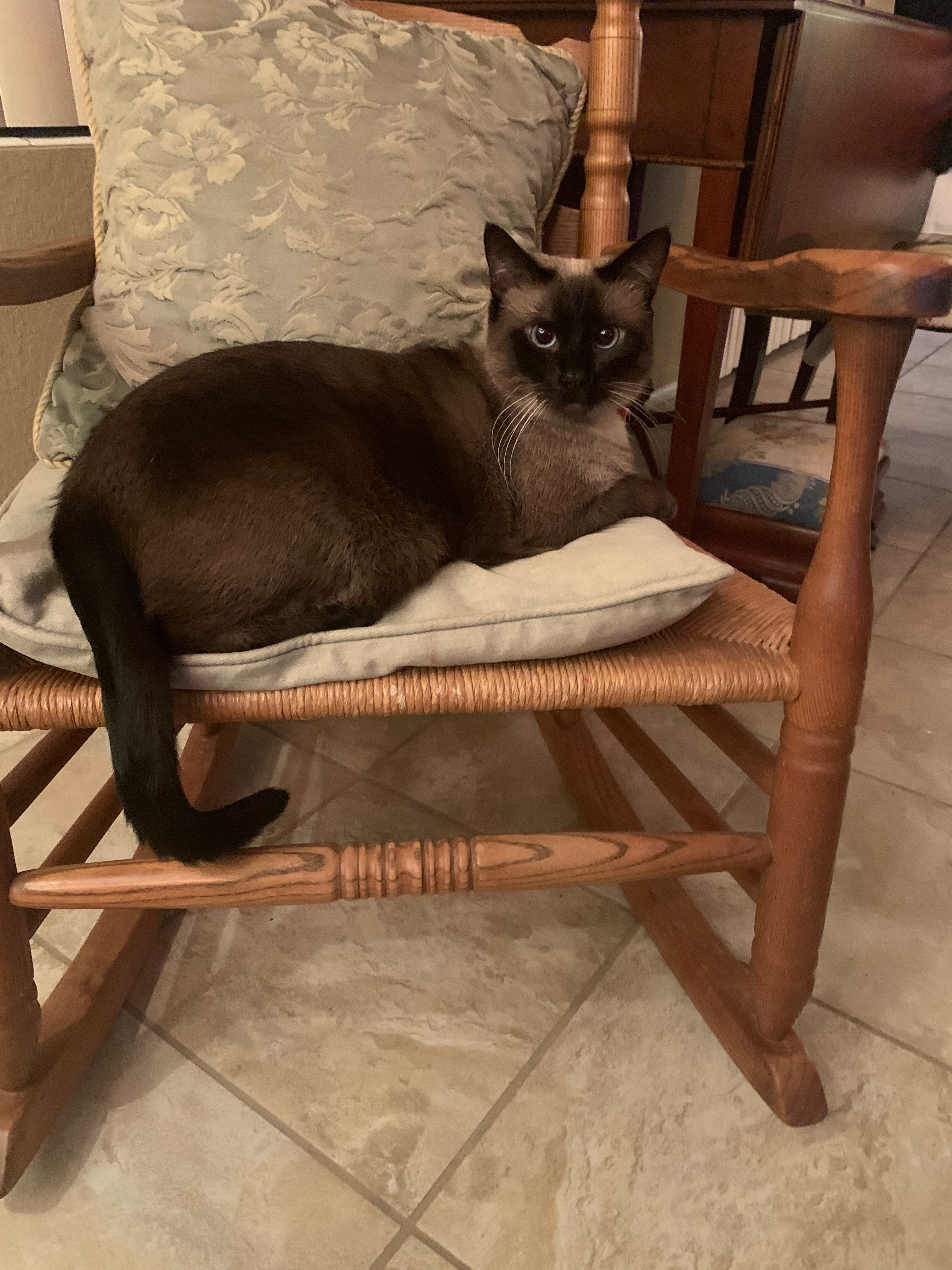 Support Luna’s Surgery for Bladder Stones campaign photo, 5 of 8