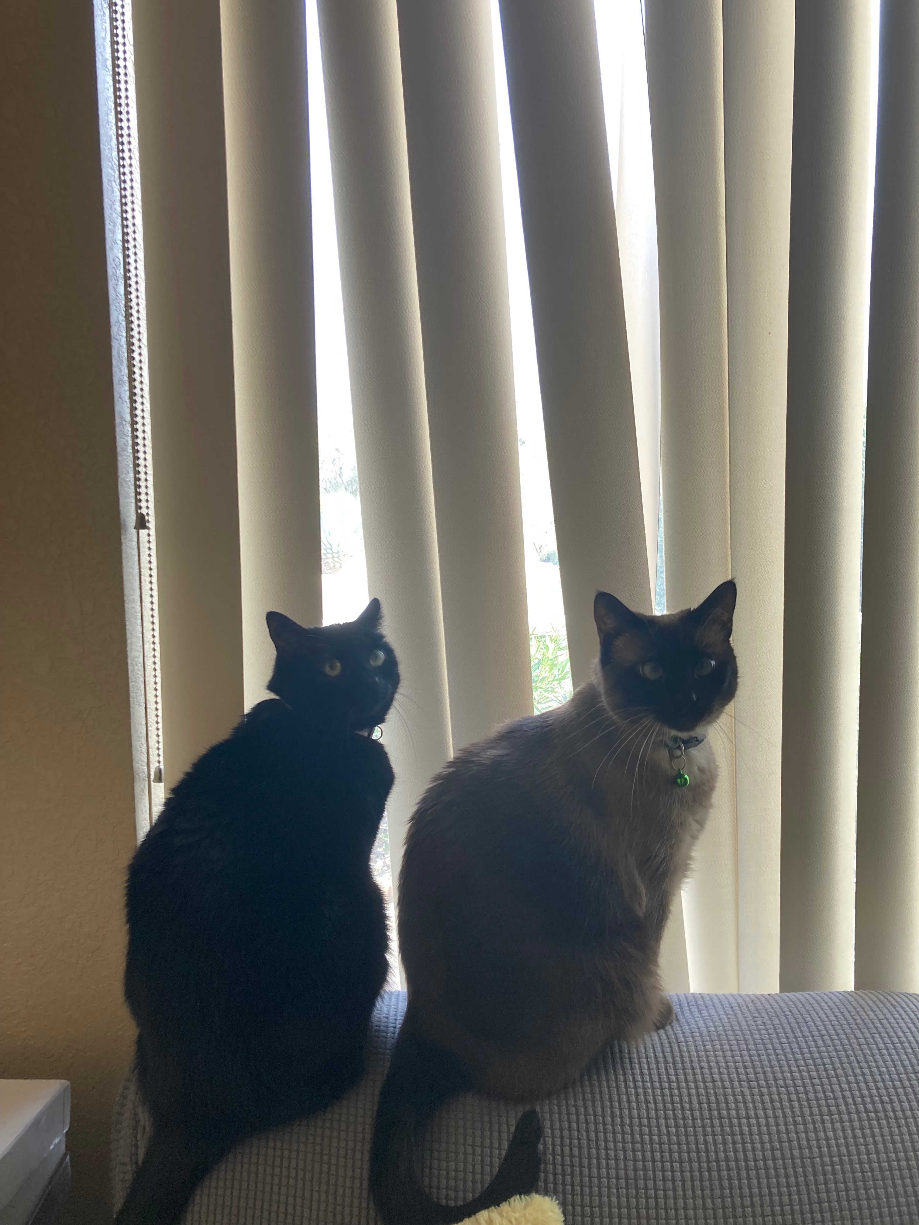 Support Luna’s Surgery for Bladder Stones campaign photo, 6 of 8