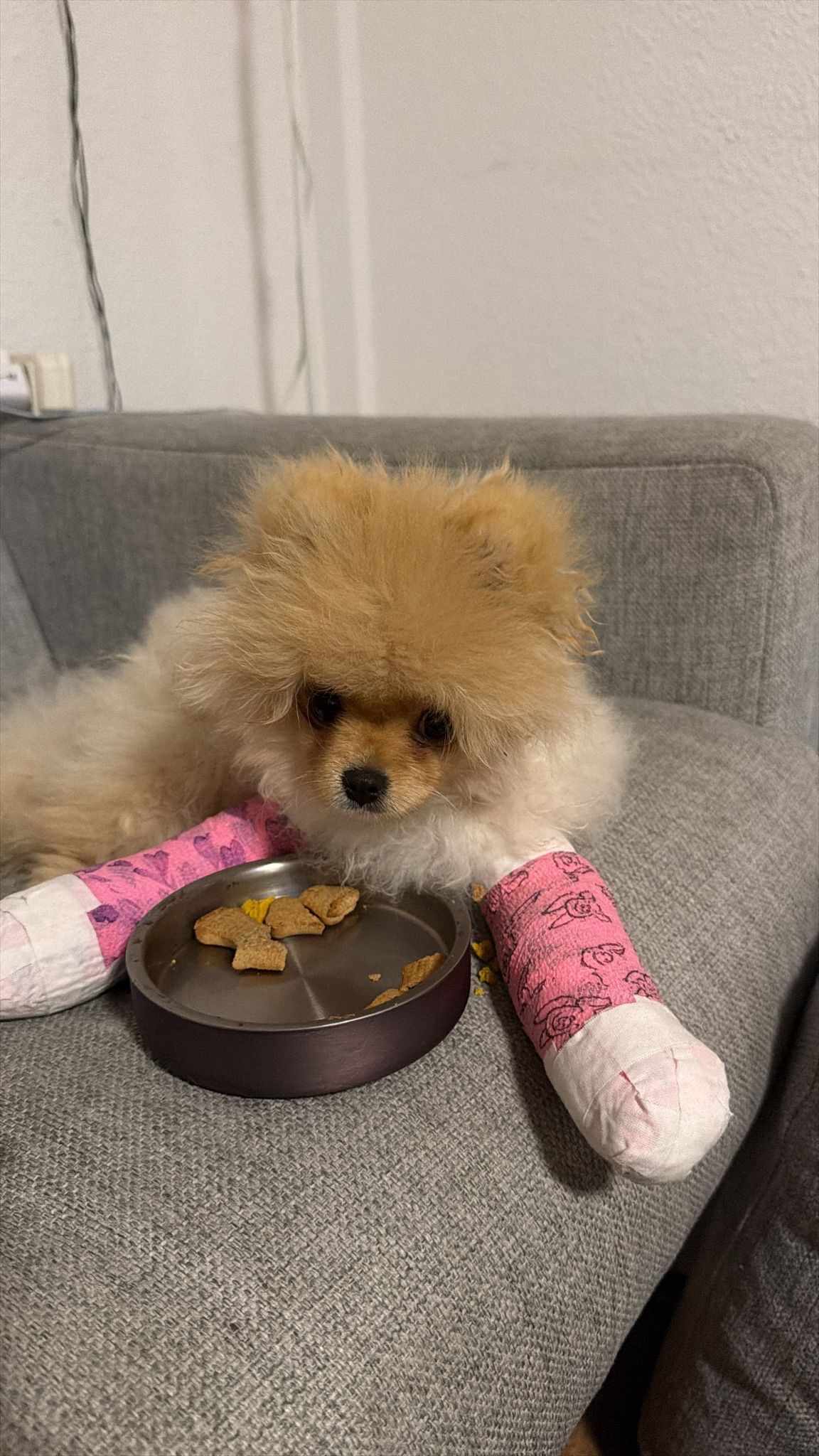 Support Potato’s Surgery and Recovery campaign photo, 6 of 7