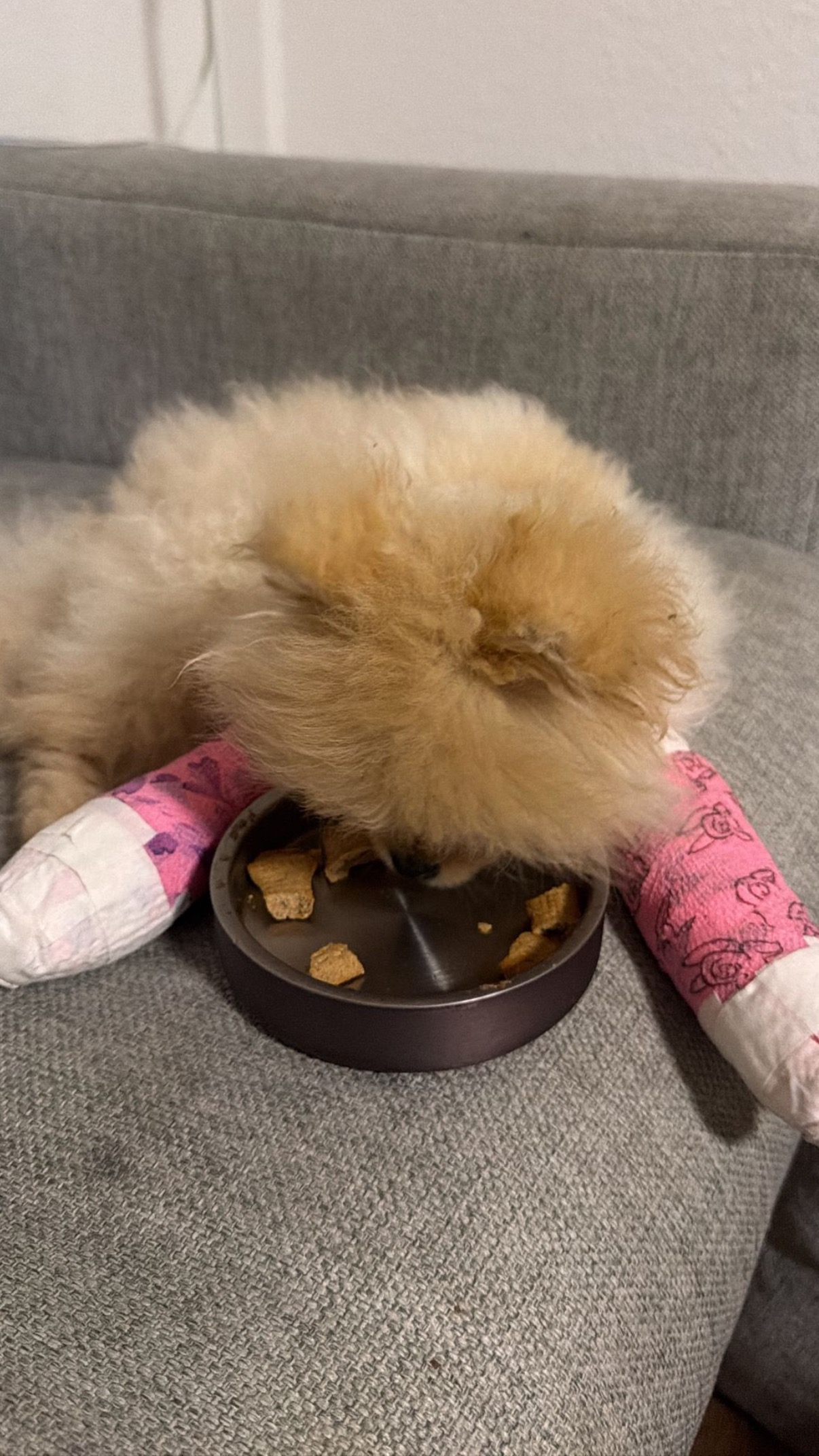 Support Potato’s Surgery and Recovery campaign photo, 2 of 7