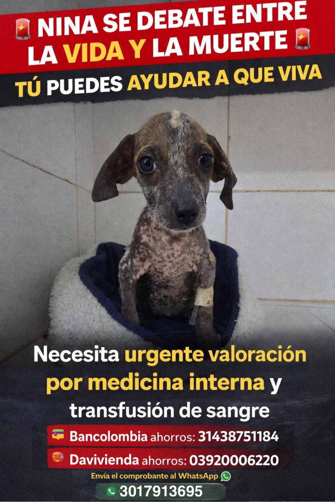 helping refugees of animals in my country Colombia campaign photo, 7 of 8