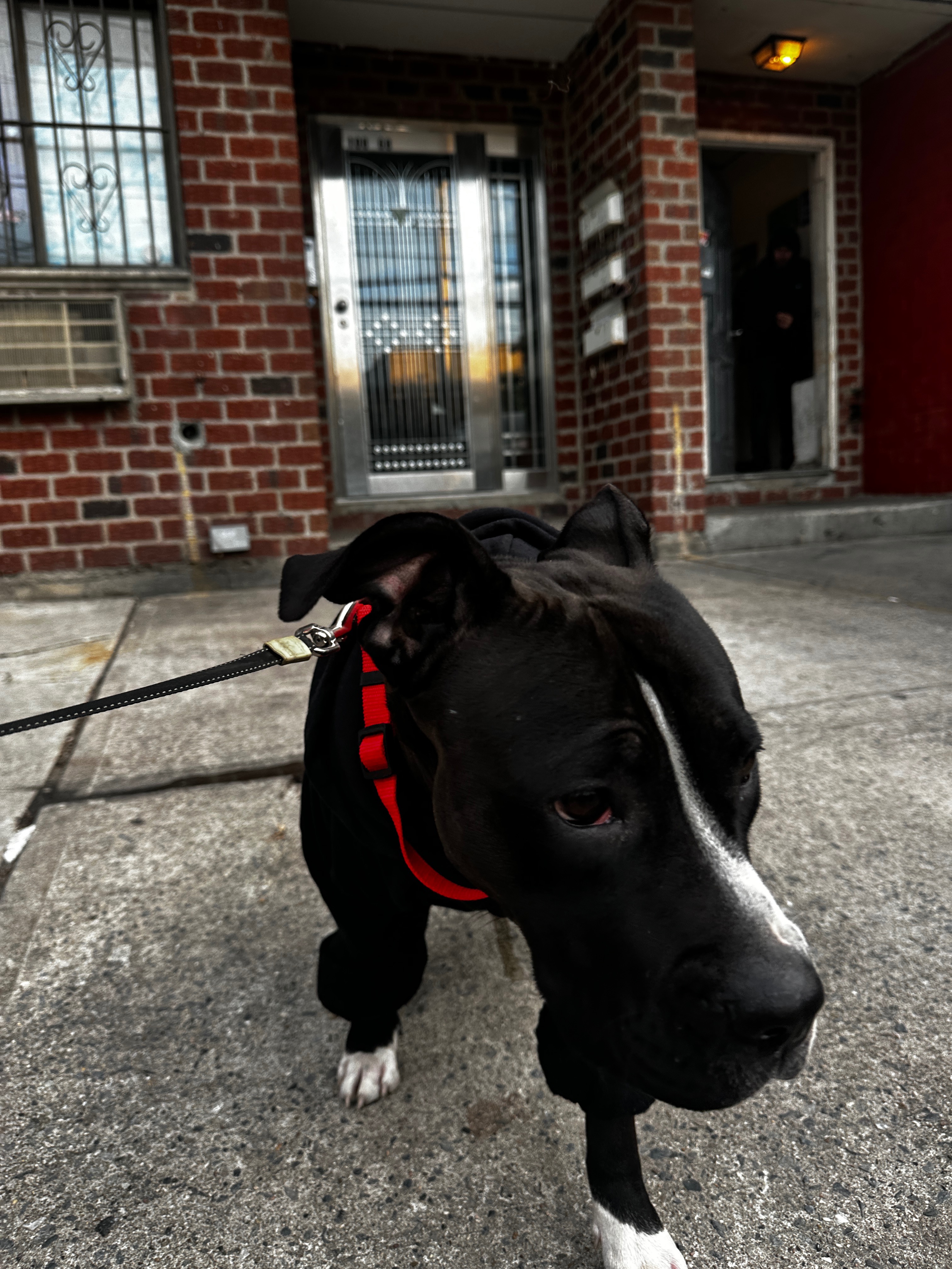 Princess the Rescue Dog campaign photo, 2 of 8