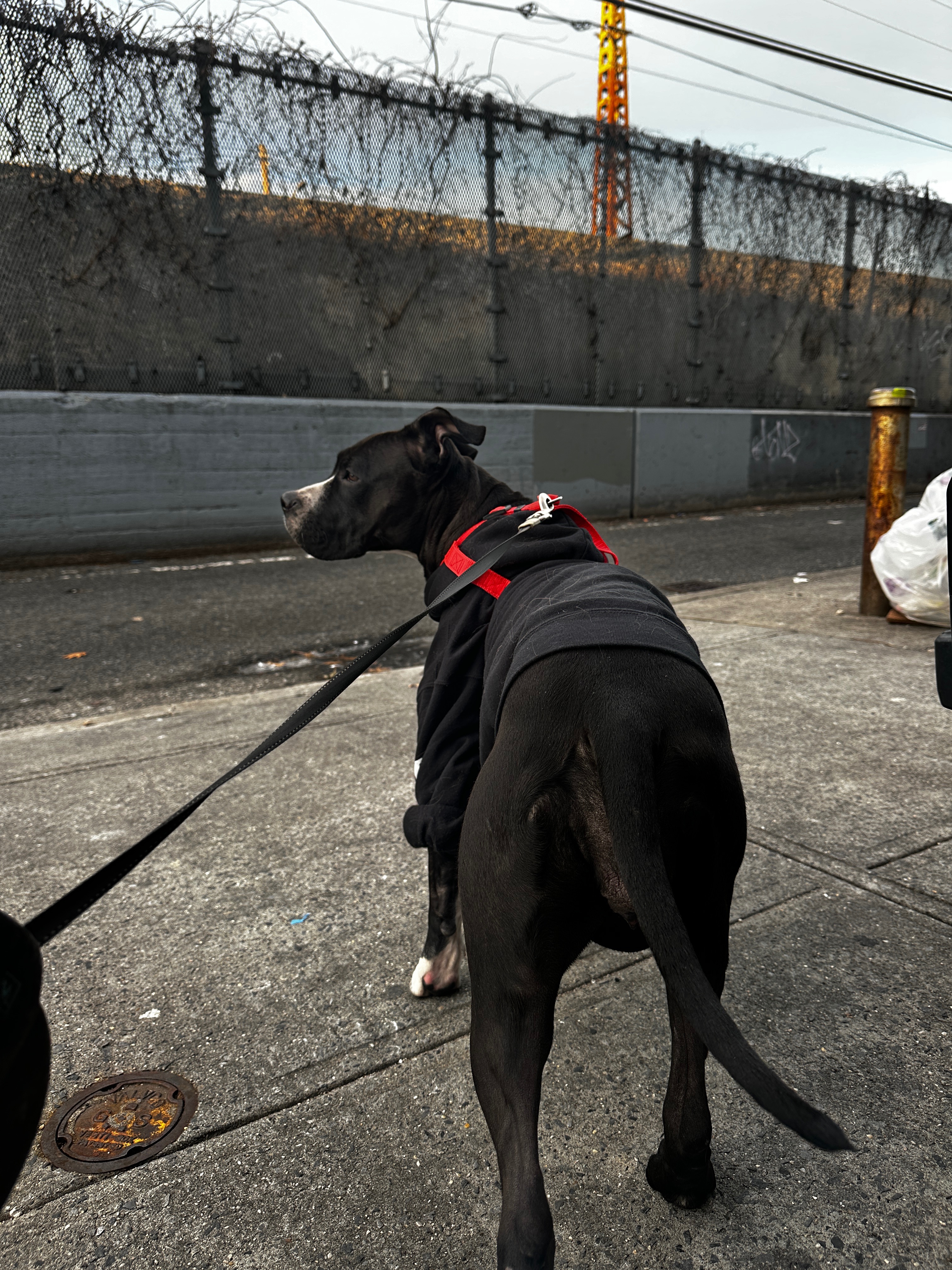 Princess the Rescue Dog campaign photo, 4 of 8