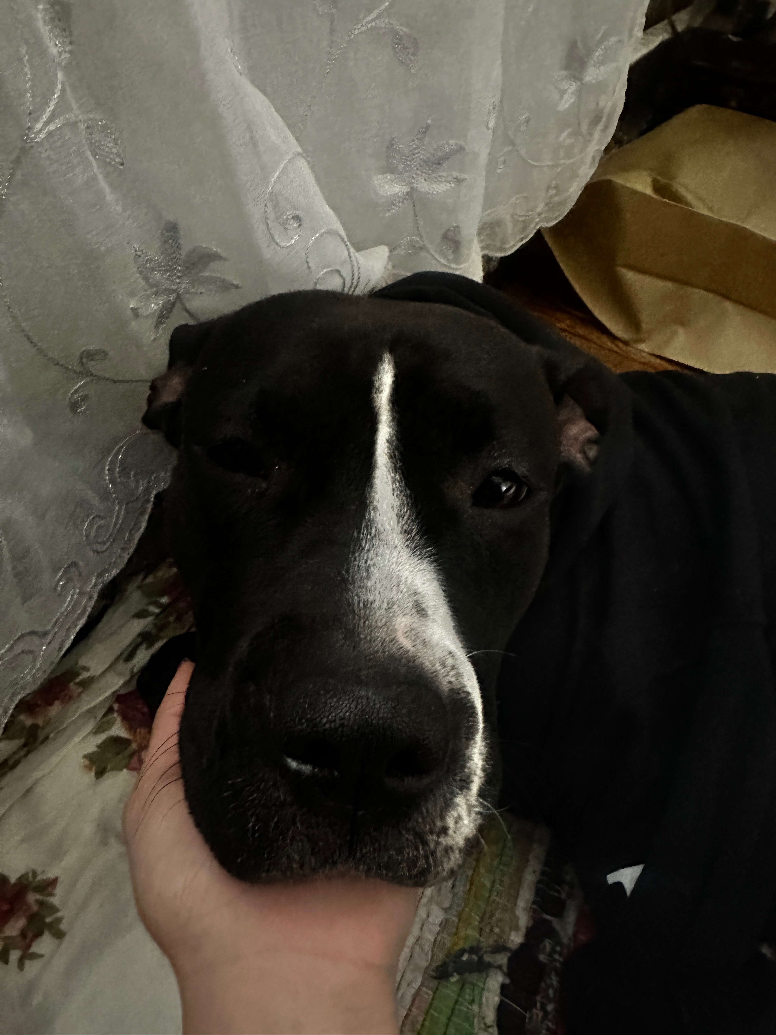 Princess the Rescue Dog campaign photo, 6 of 8