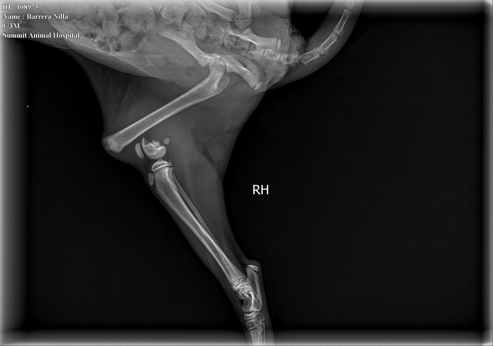Support Nilla’s Fight for Life campaign photo, 7 of 8