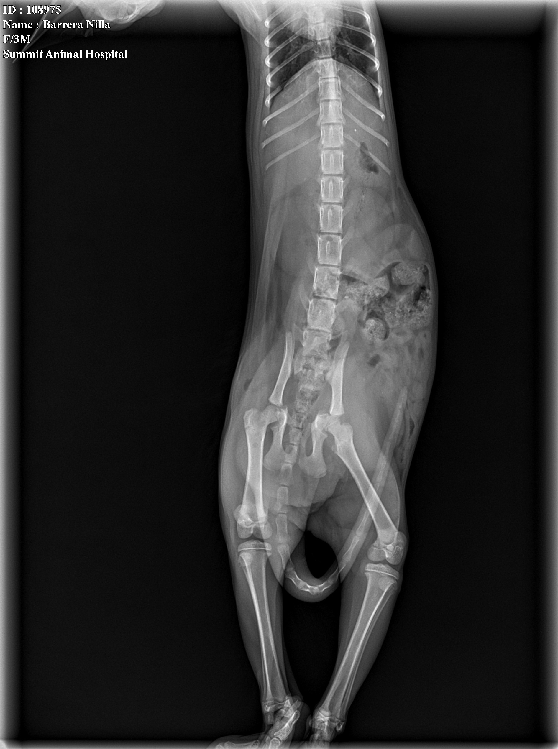 Support Nilla’s Fight for Life campaign photo, 2 of 8