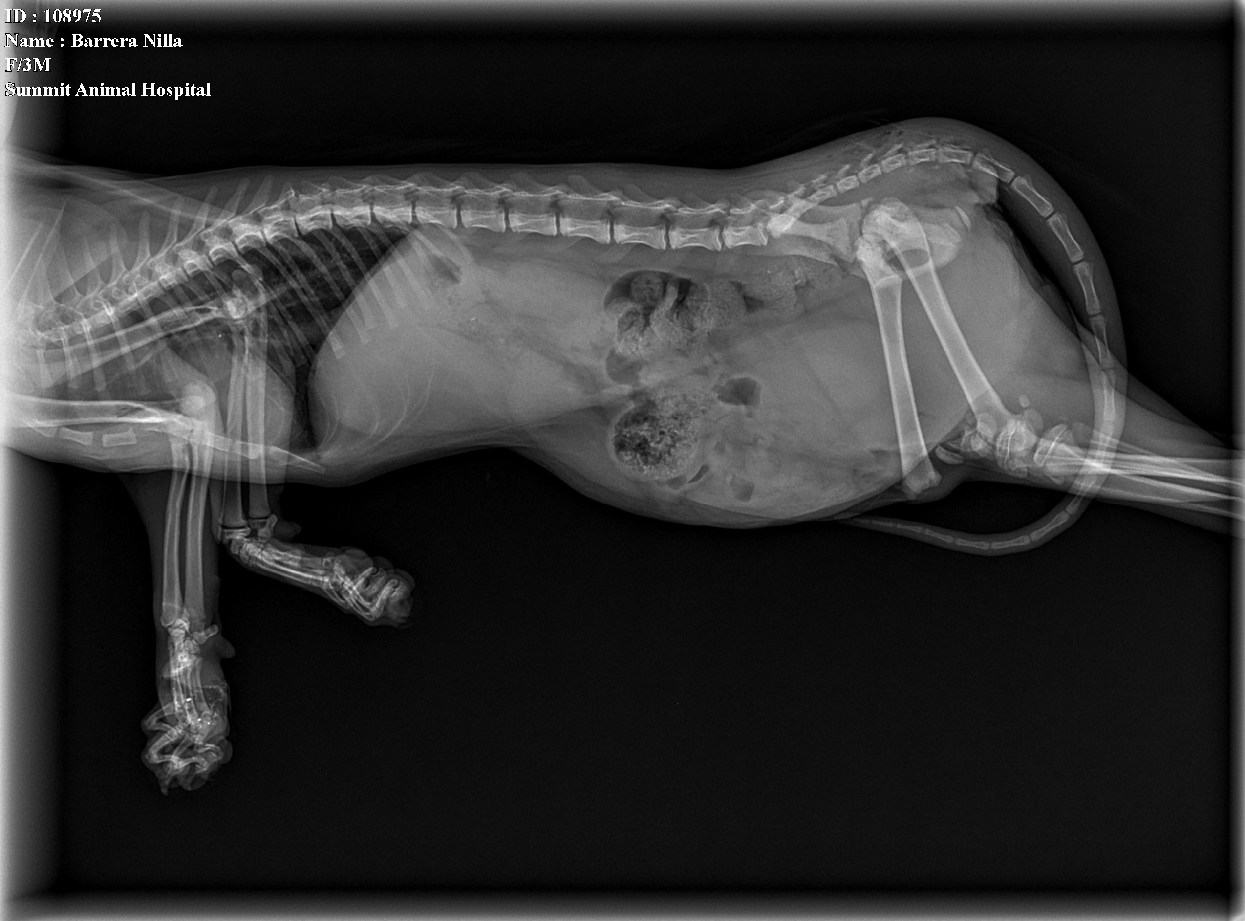 Support Nilla’s Fight for Life campaign photo, 4 of 8
