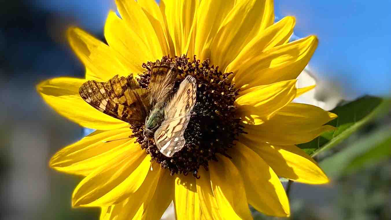 Help Daisha Manage Rising Costs and Medical Bills photo