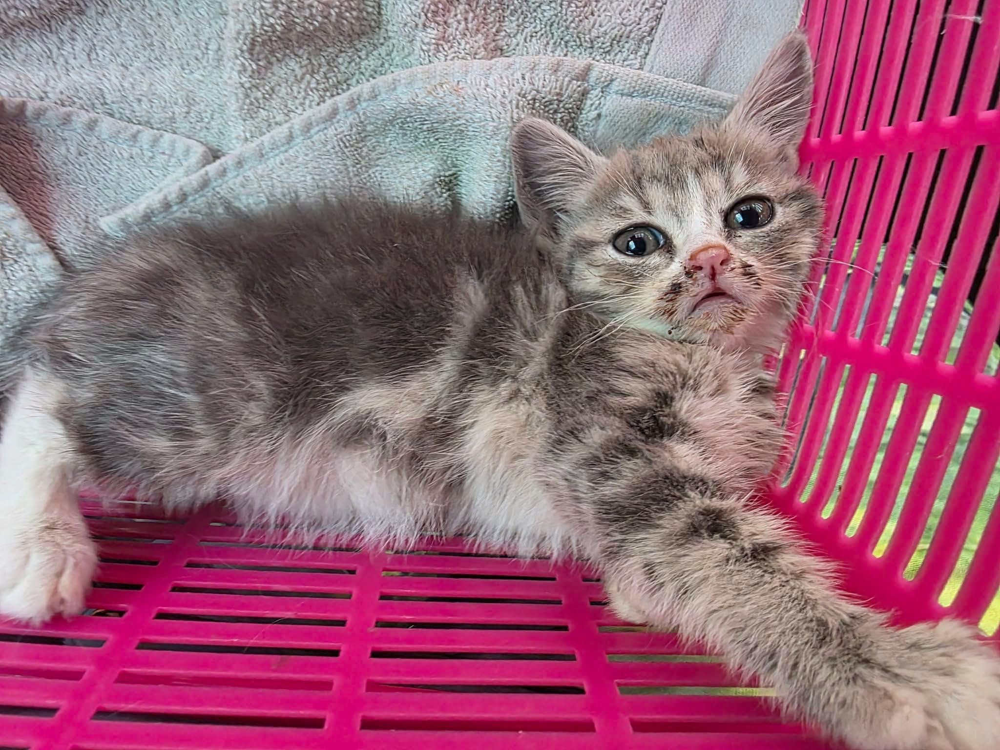 Plz help save Lucy life, Vet bill is climbing over $2500 campaign photo, 5 of 6
