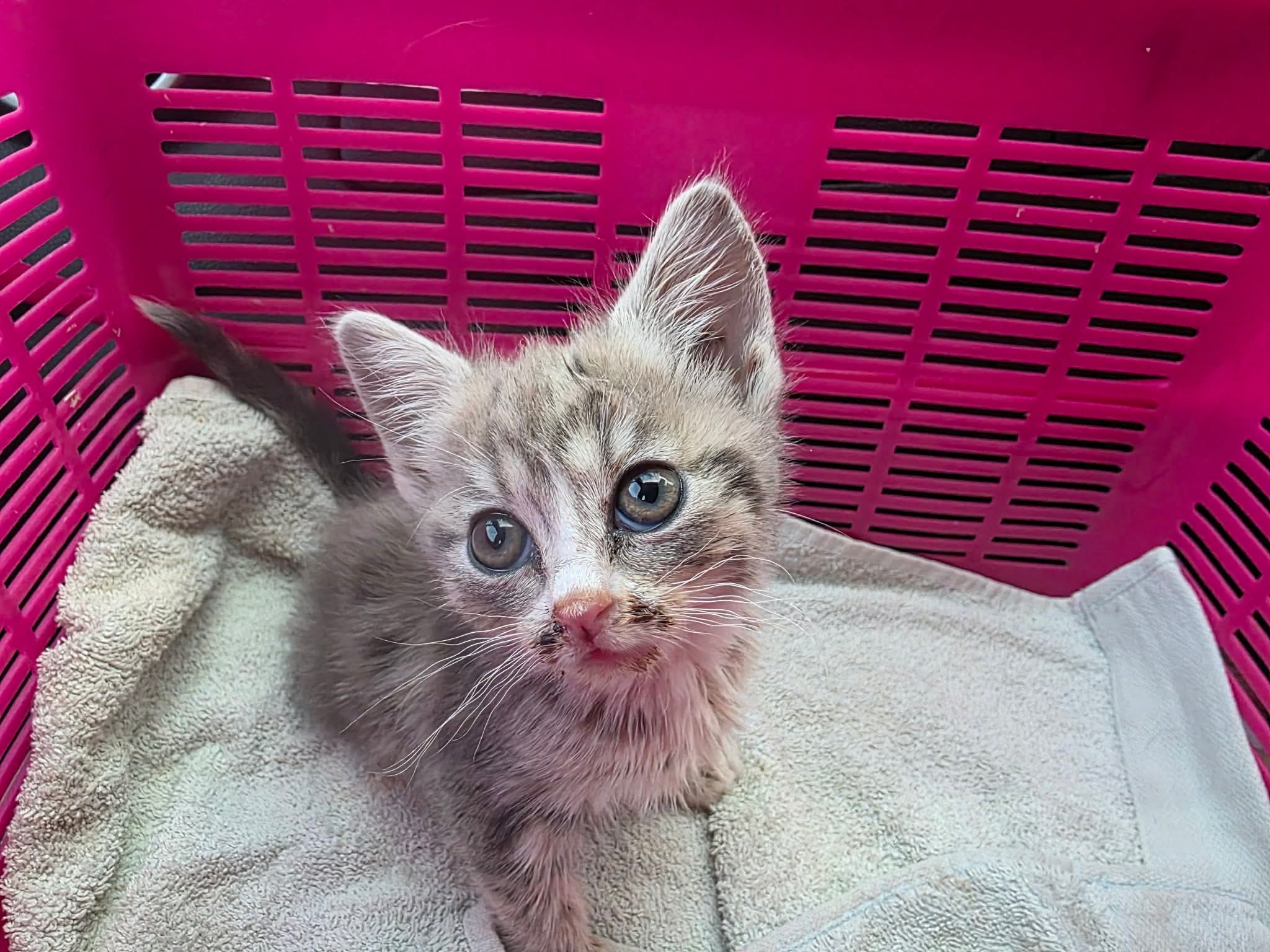 Plz help save Lucy life, Vet bill is climbing over $2500 campaign photo, 2 of 6
