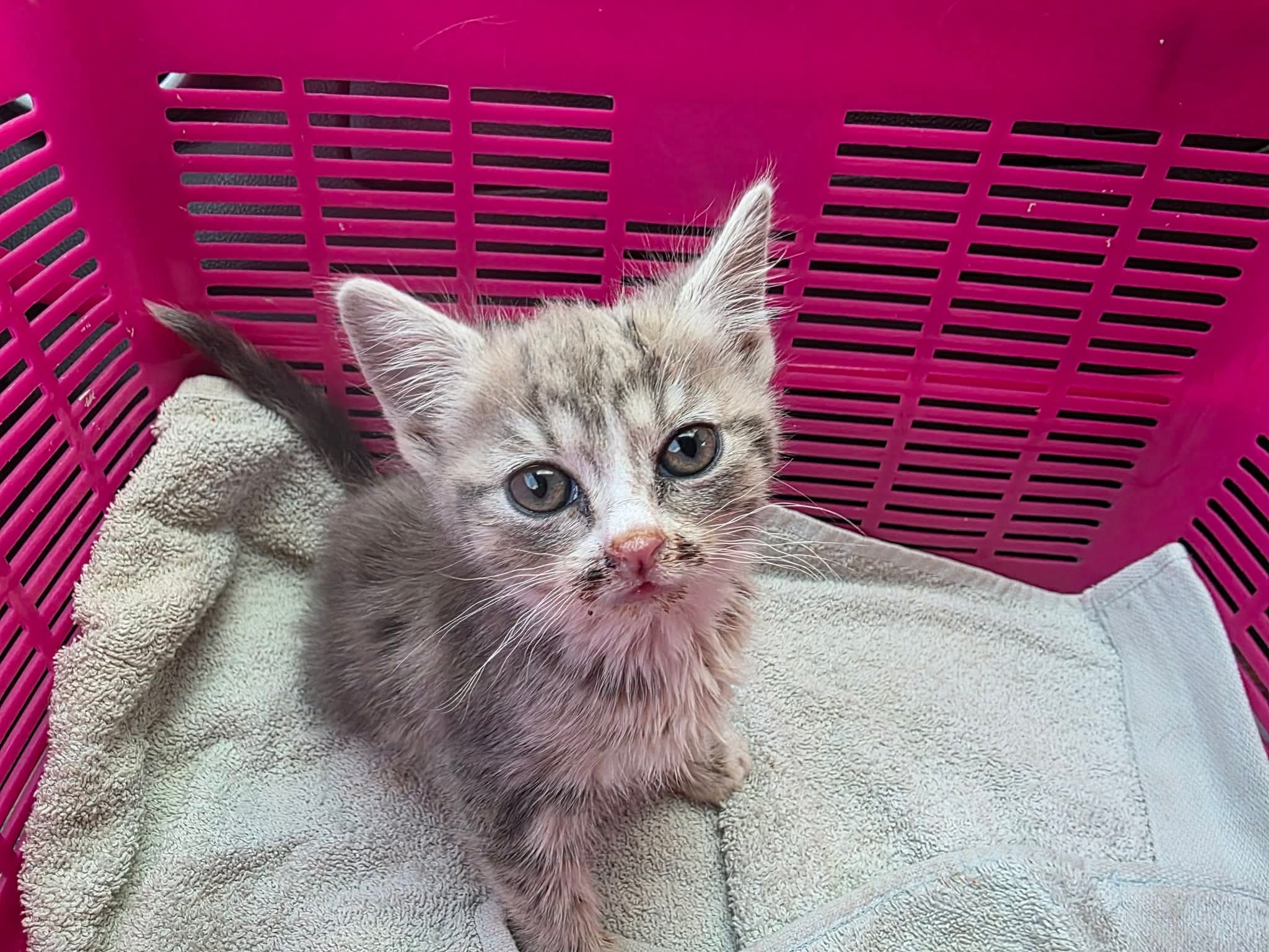Plz help save Lucy life, Vet bill is climbing over $2500 campaign photo, 4 of 6