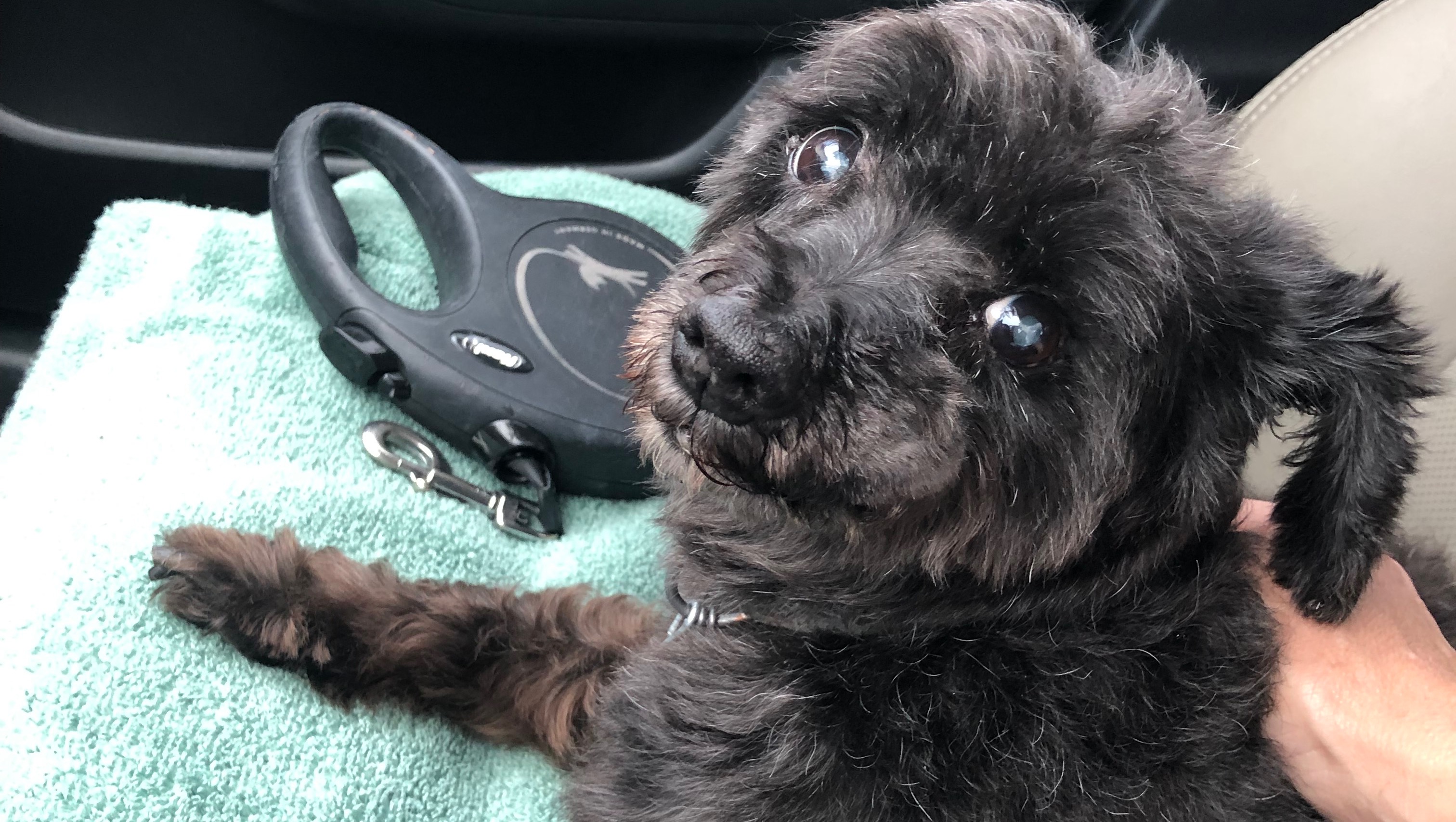 Help My Pets Get Urgent Vet Care photo