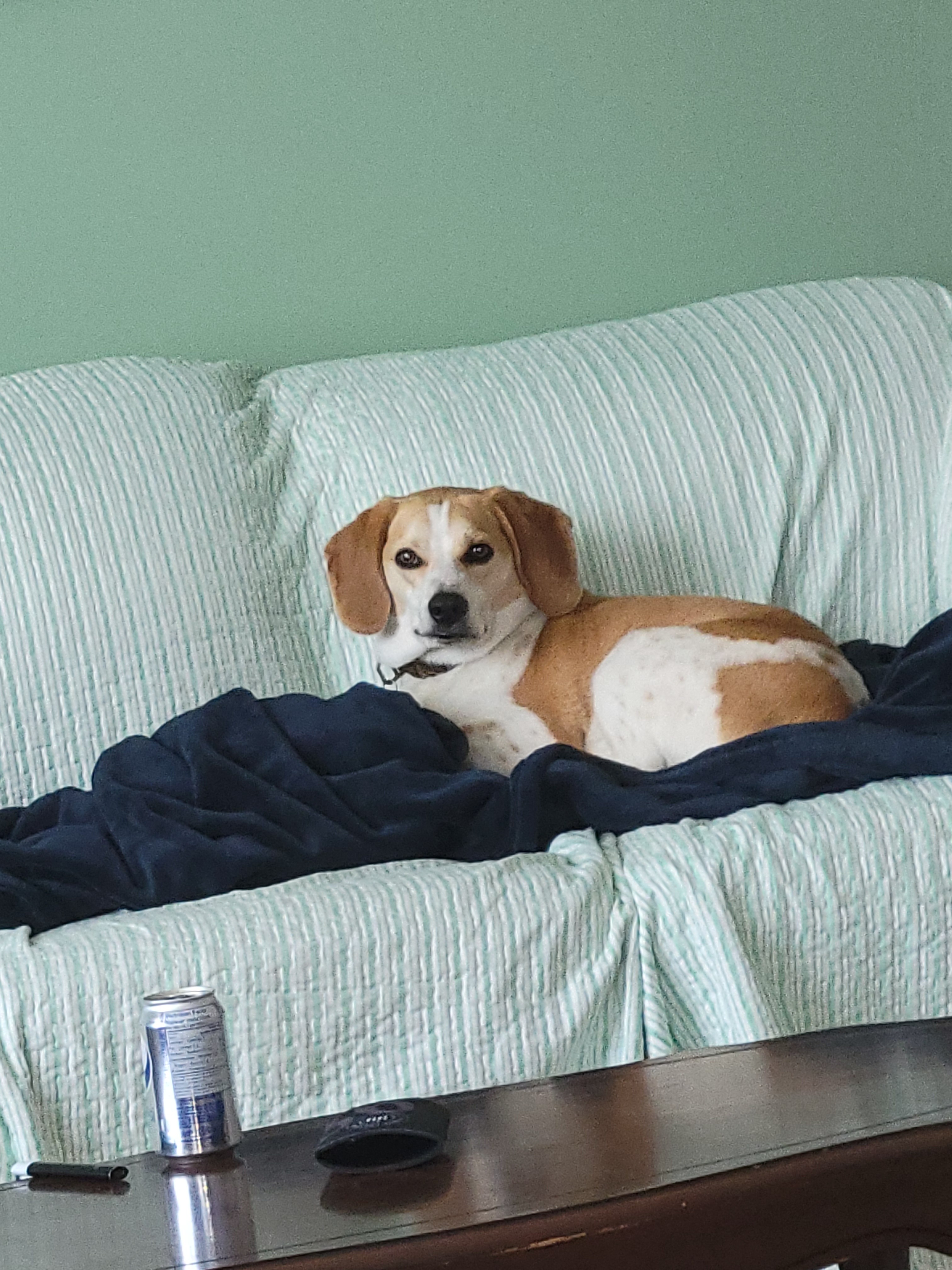 Harleys Vet bills campaign photo, 2 of 6