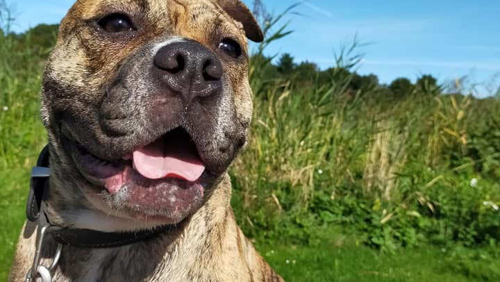 Enorme Tierklinikkosten-Wir brauchen eure Hilfe