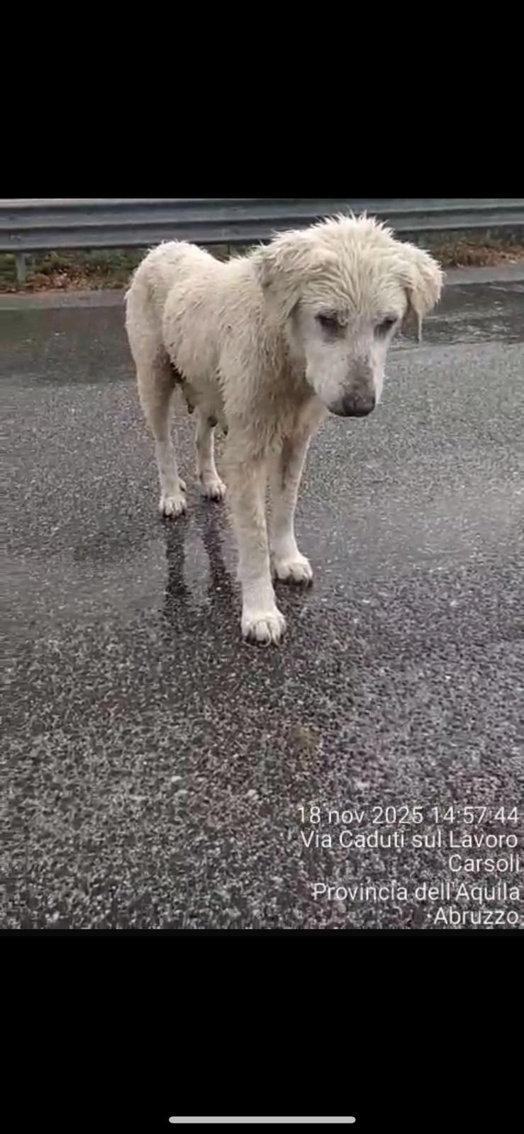 GABBIA TRAPPOLA x salvare la CAGNOLINA VAGANTE a Carsoli campaign photo, 5 of 8