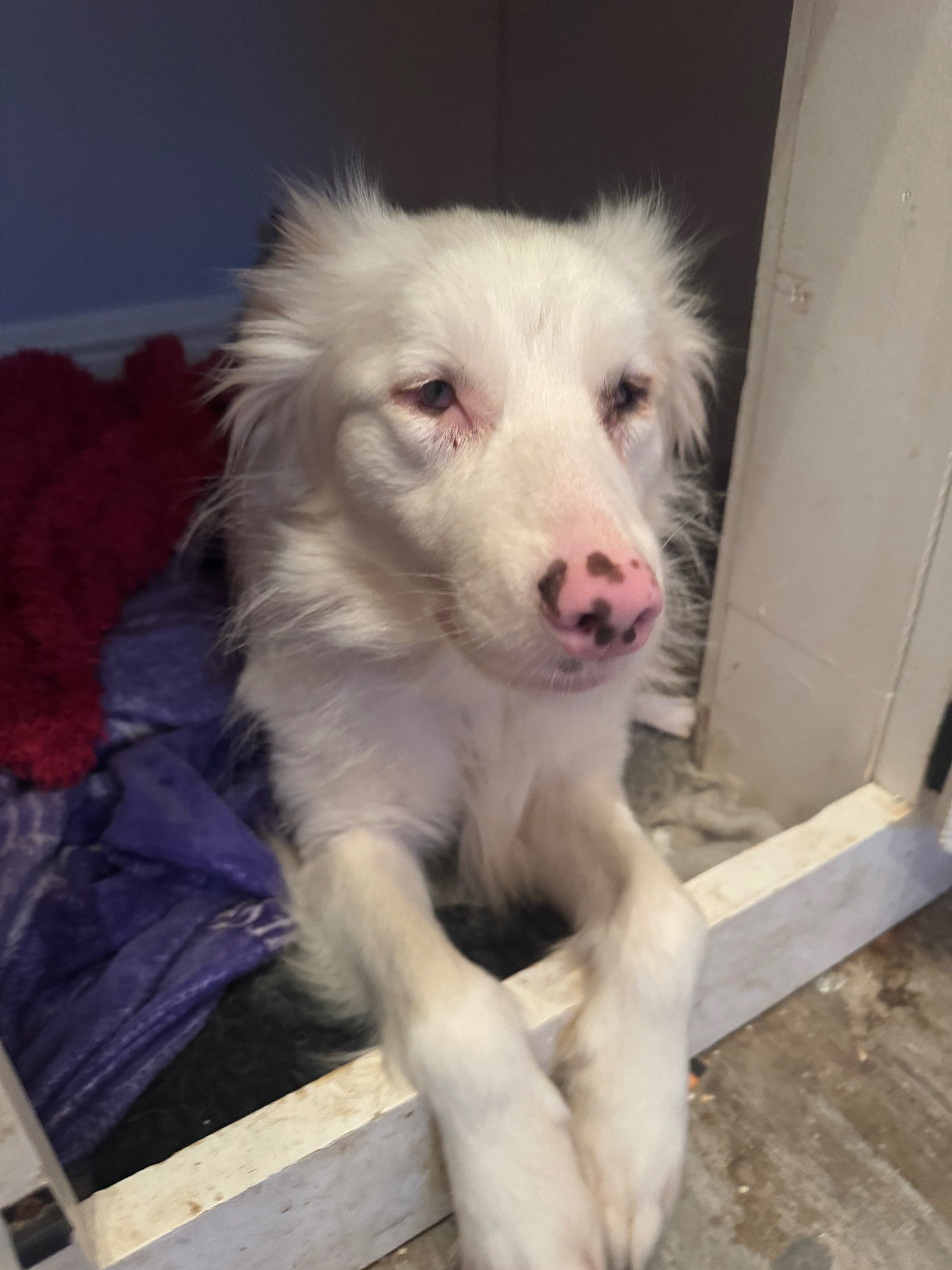 Pearl get a home for Christmas. campaign photo, 4 of 6