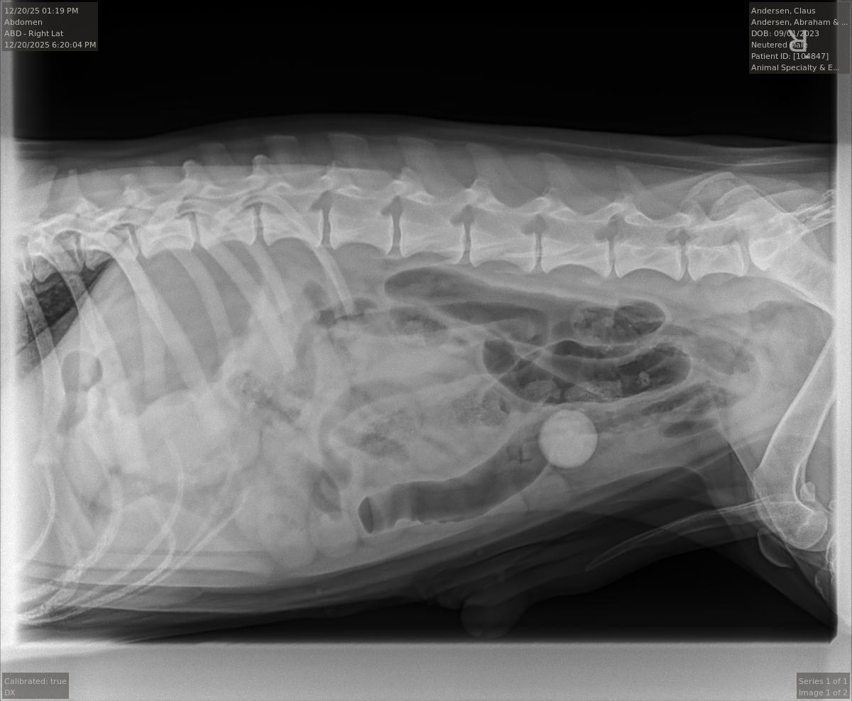 Help Claus the Basset Hound Get Life-Saving Surgery campaign photo, 7 of 8