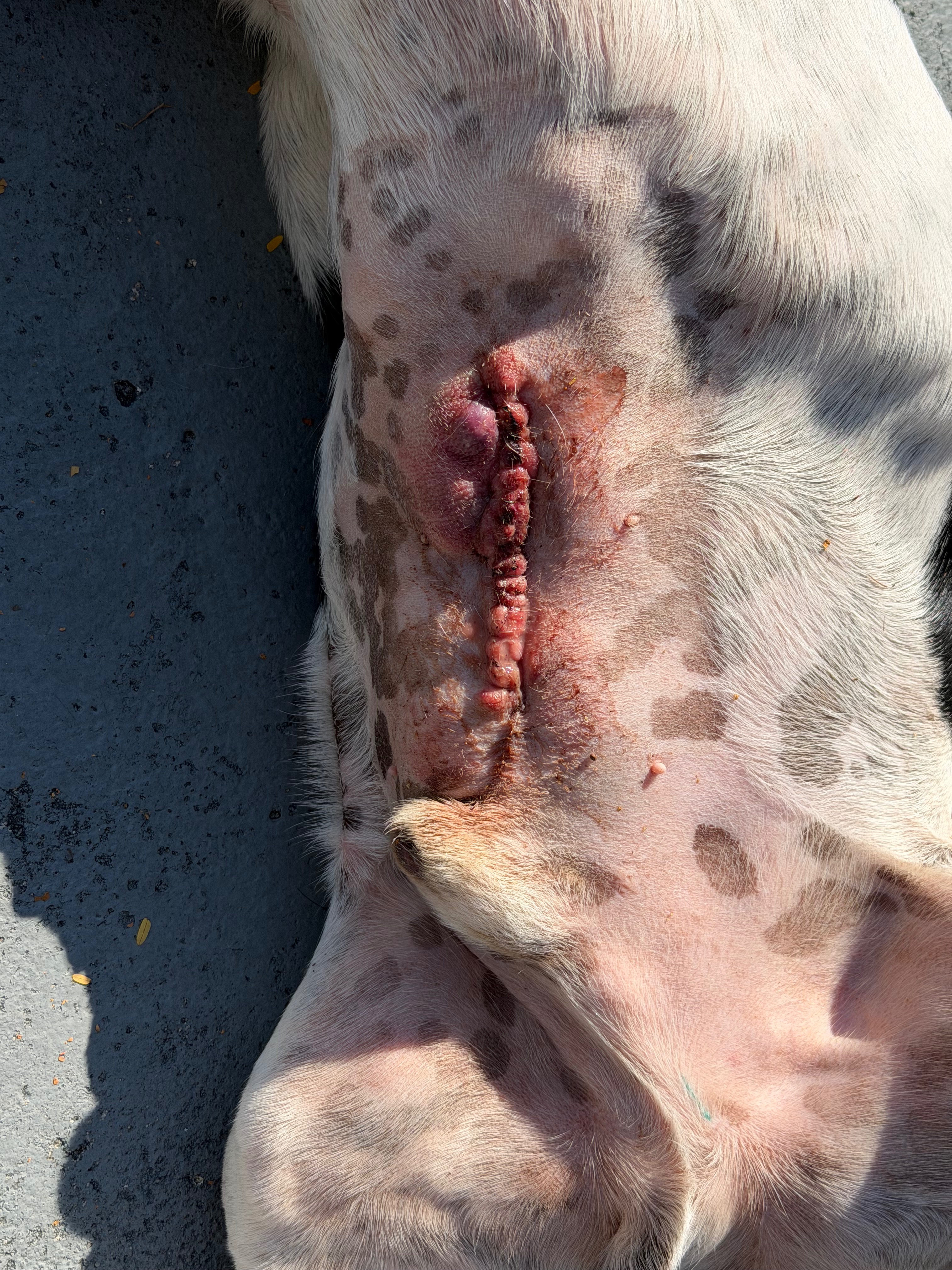 Help Claus the Basset Hound Get Life-Saving Surgery campaign photo, 4 of 8