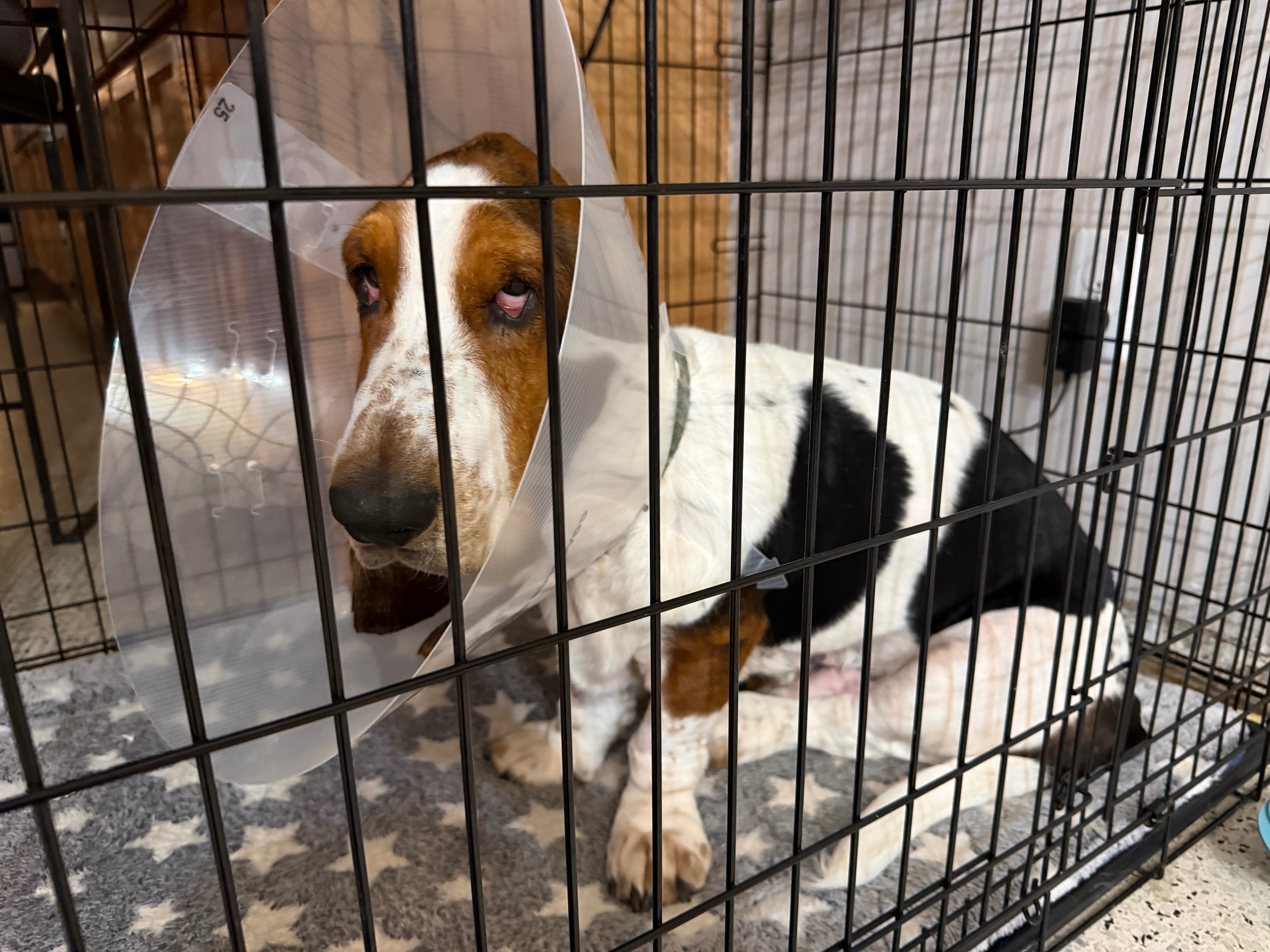 Help Claus the Basset Hound Get Life-Saving Surgery campaign photo, 5 of 8