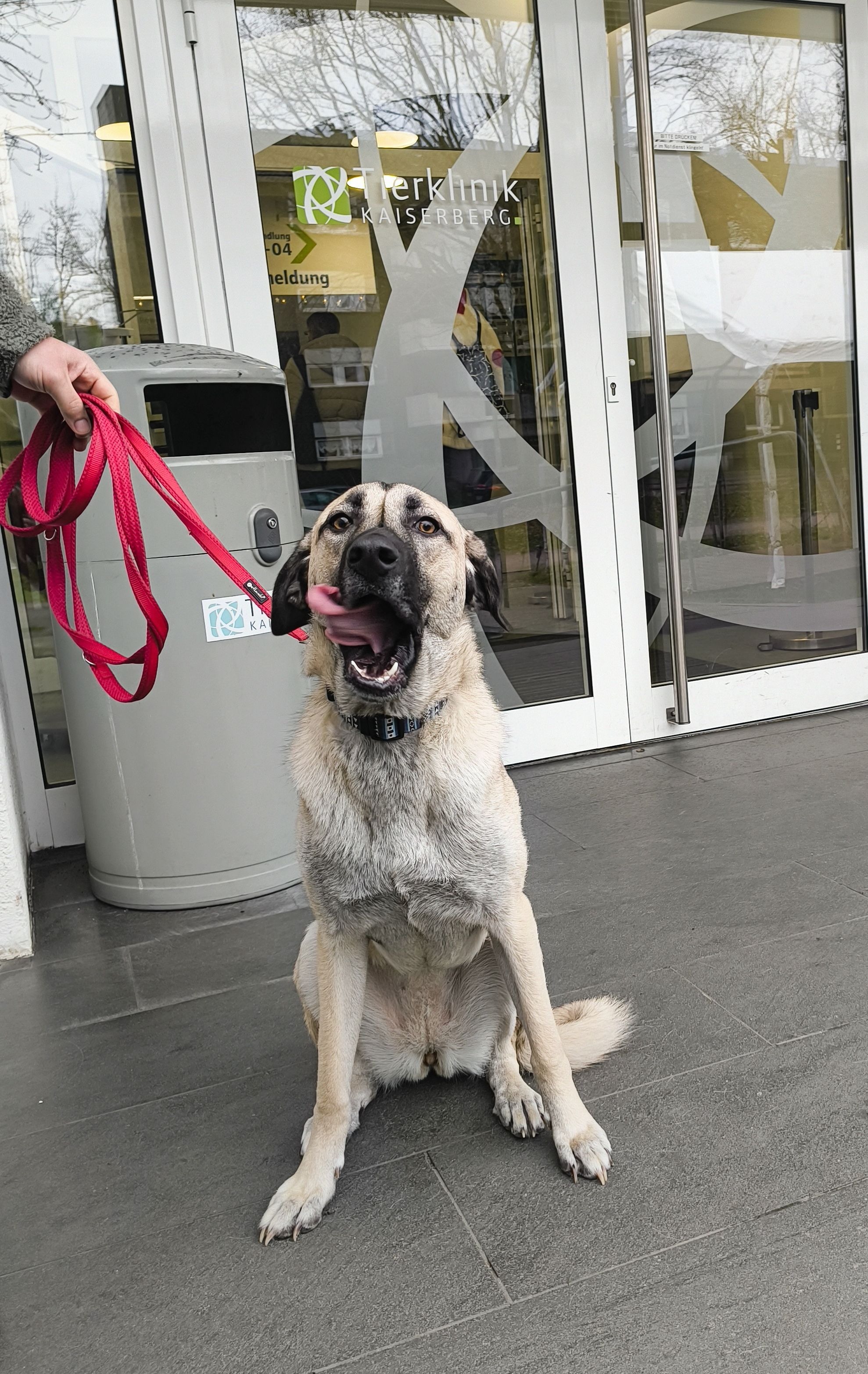 Dringende Hilfe für OP von Pflegehund Nala (Hüftdysplasie) campaign photo, 7 of 8