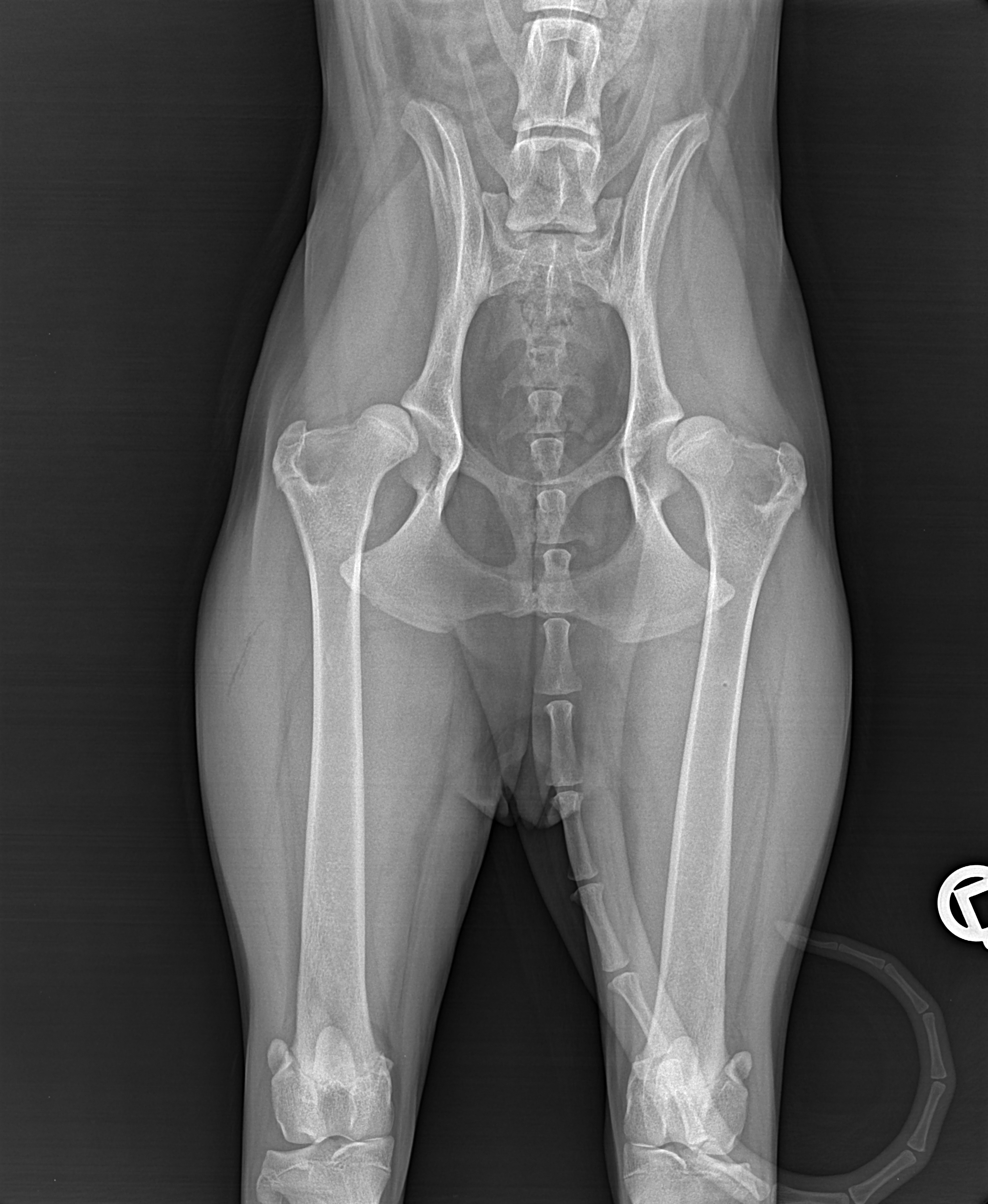 Dringende Hilfe für OP von Pflegehund Nala (Hüftdysplasie) campaign photo, 6 of 8