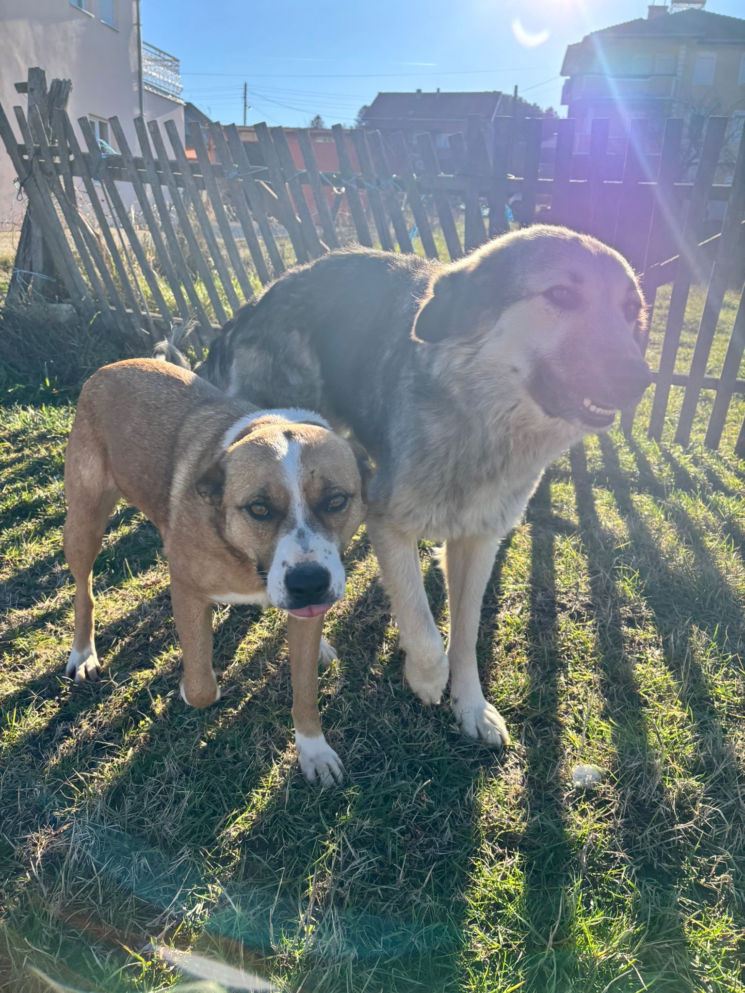 A legacy of love - Roaming Tails campaign photo, 2 of 8