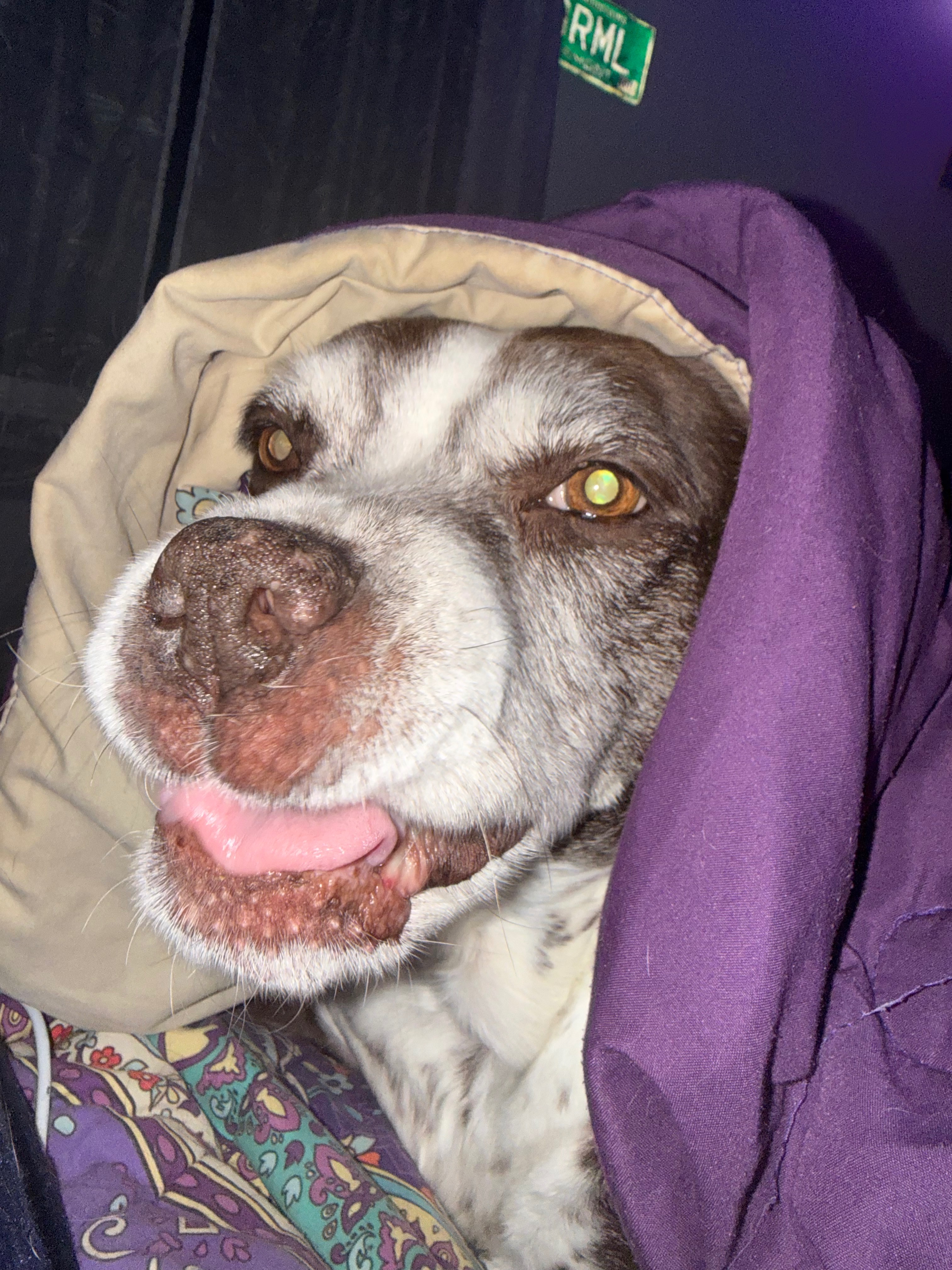 Support Ruby’s Gentle At-Home Farewell campaign photo, 6 of 8