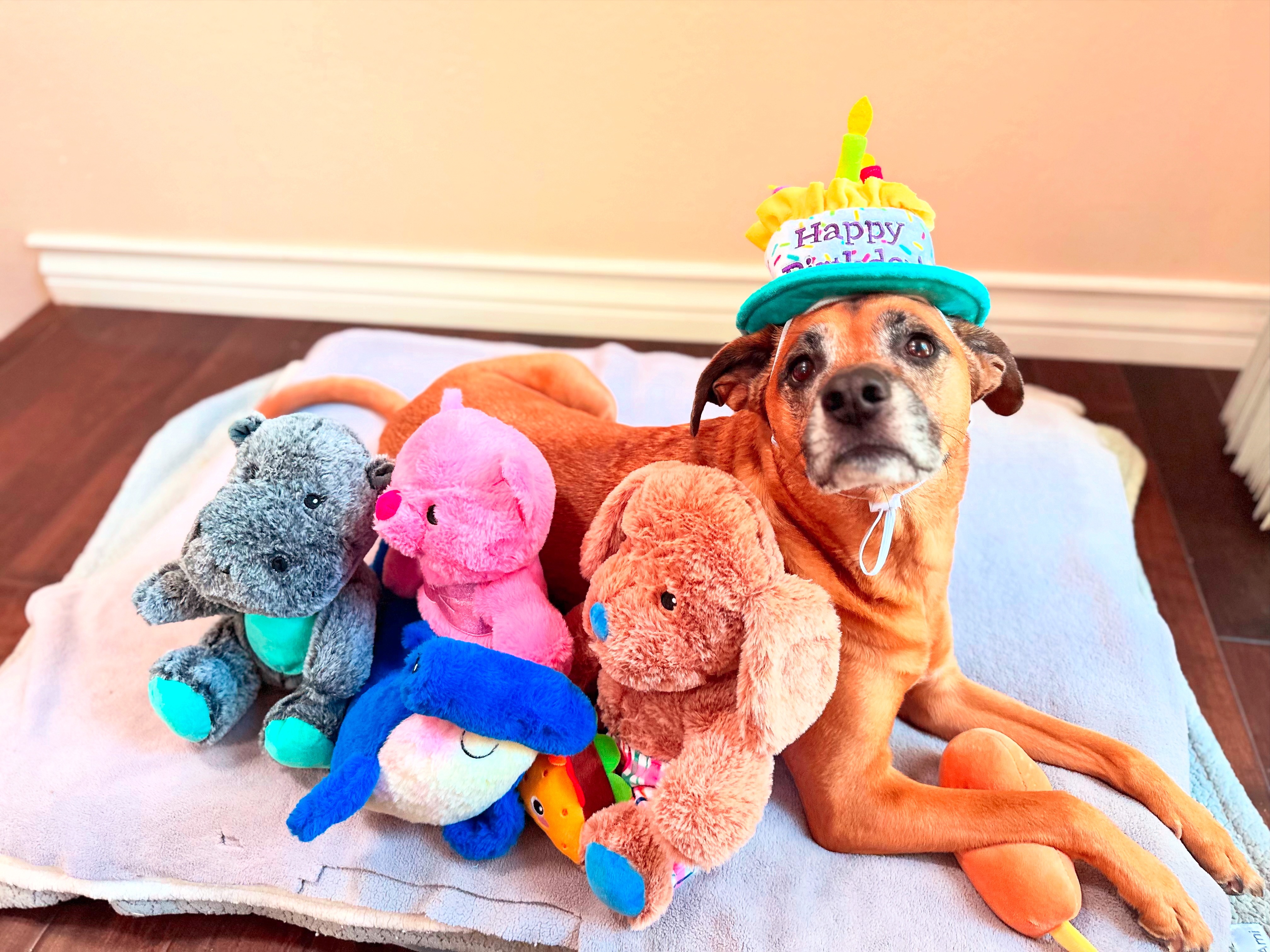 Help My Heart Dog Savannah Cover the Cost of TPLO Surgery! campaign photo, 7 of 8