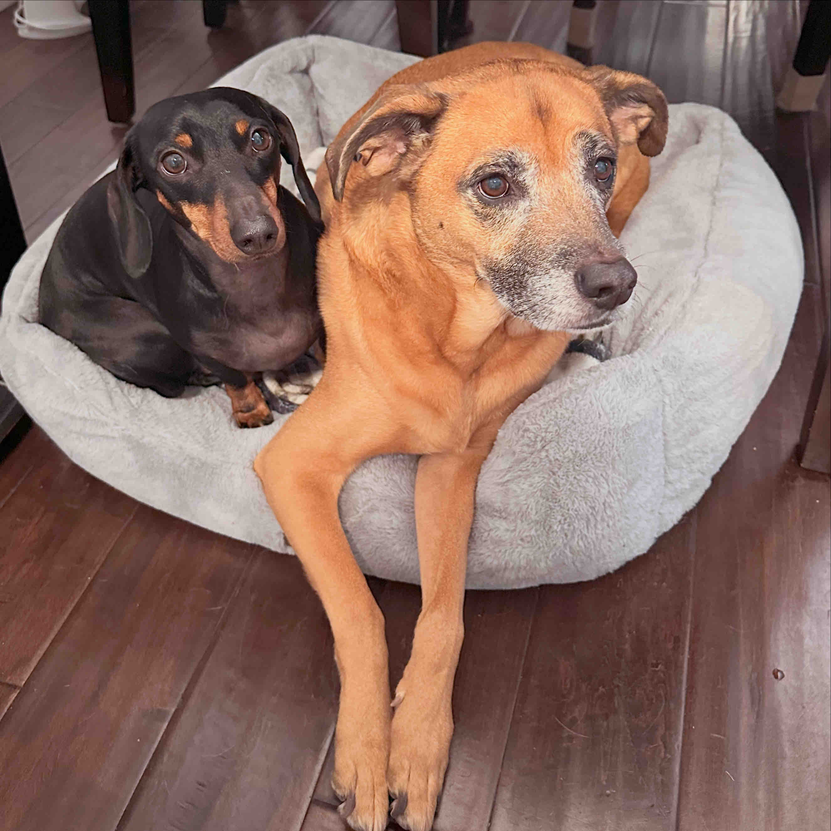 Help My Heart Dog Savannah Cover the Cost of TPLO Surgery! campaign photo, 2 of 8