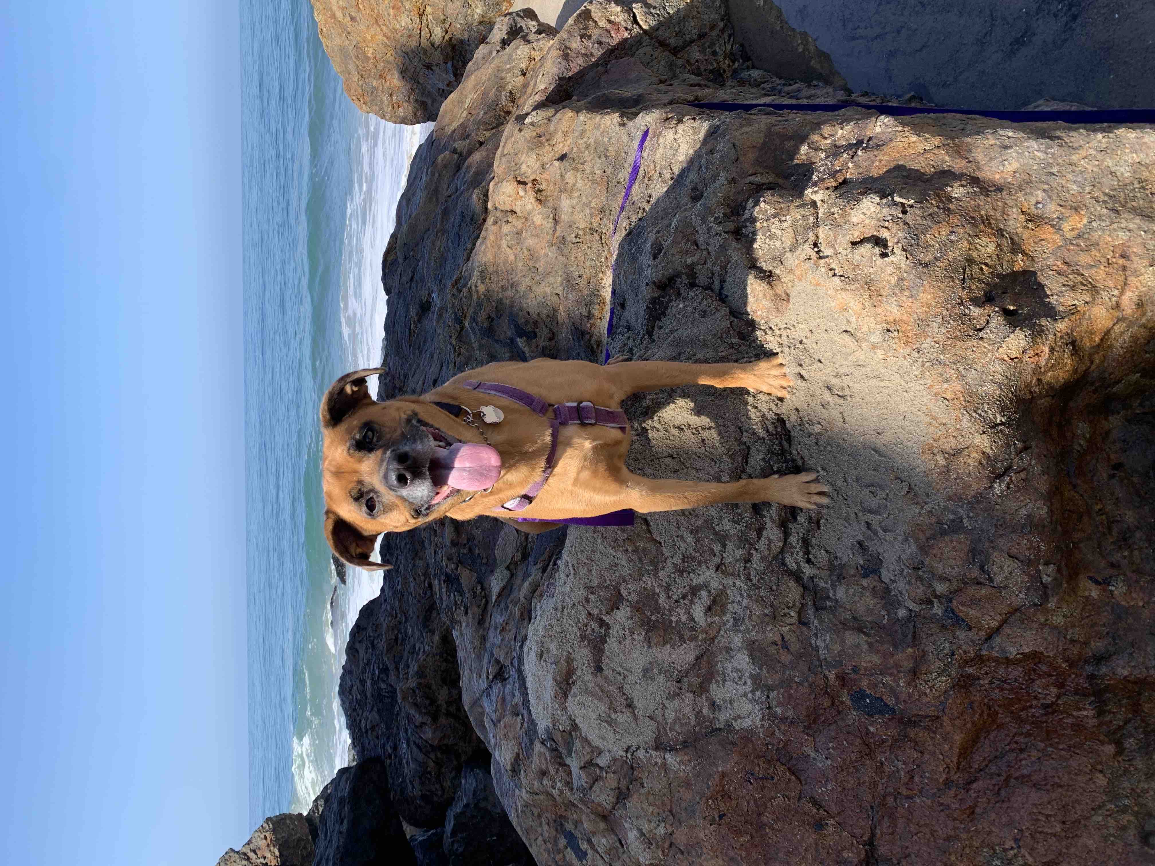 Help My Heart Dog Savannah Cover the Cost of TPLO Surgery! campaign photo, 4 of 8