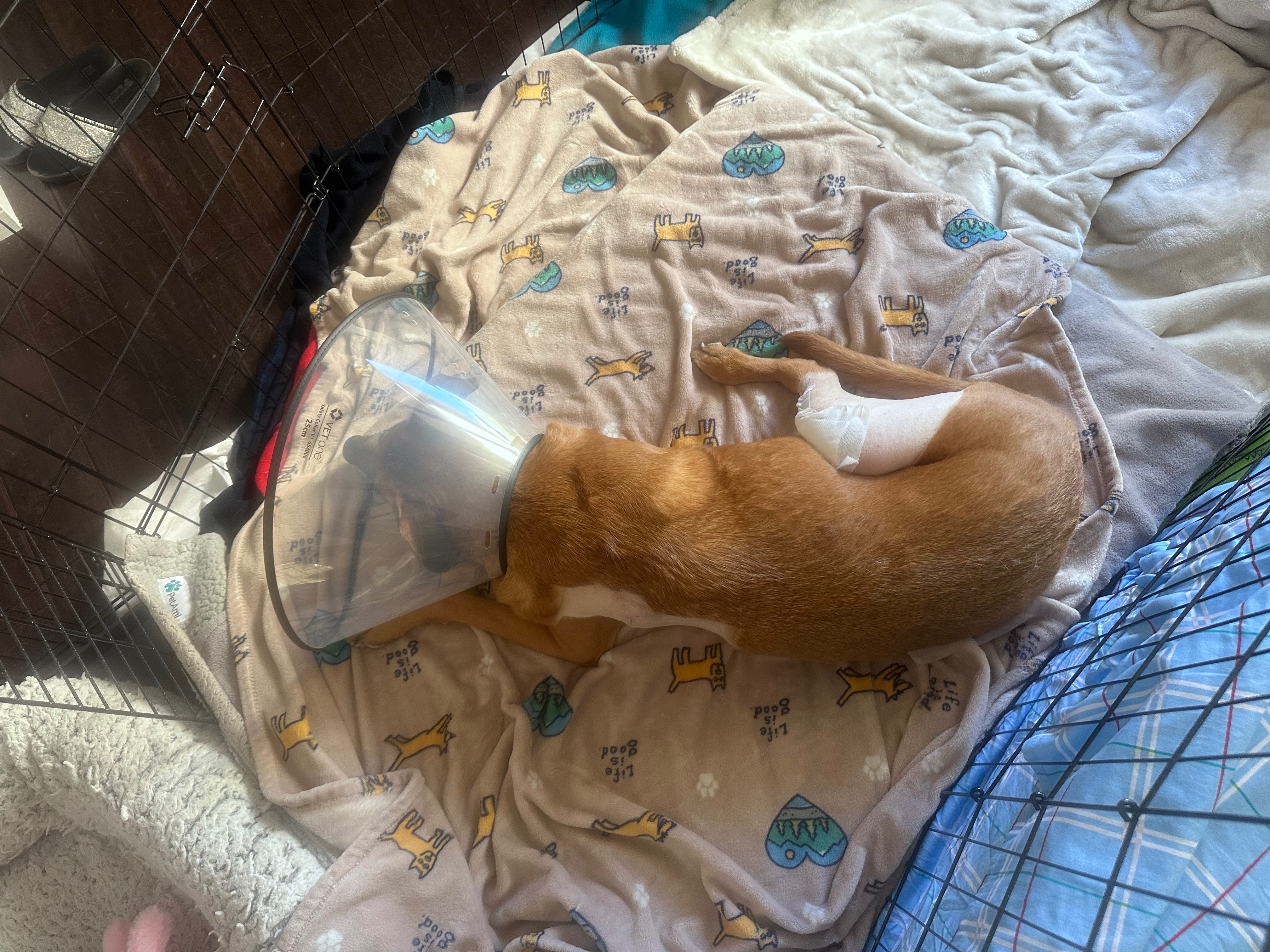 Help My Heart Dog Savannah Cover the Cost of TPLO Surgery! campaign photo, 6 of 8