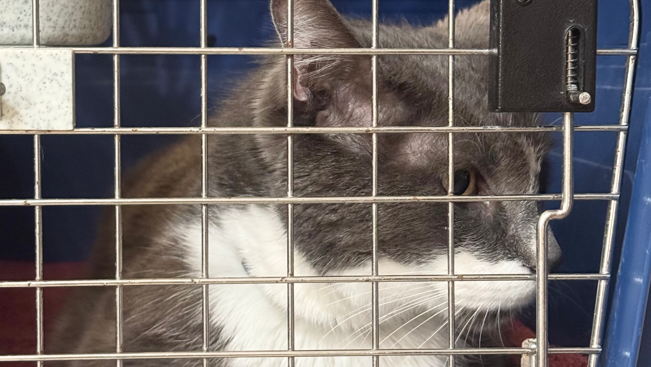 Help Toby Get Surgery For a Tumor photo