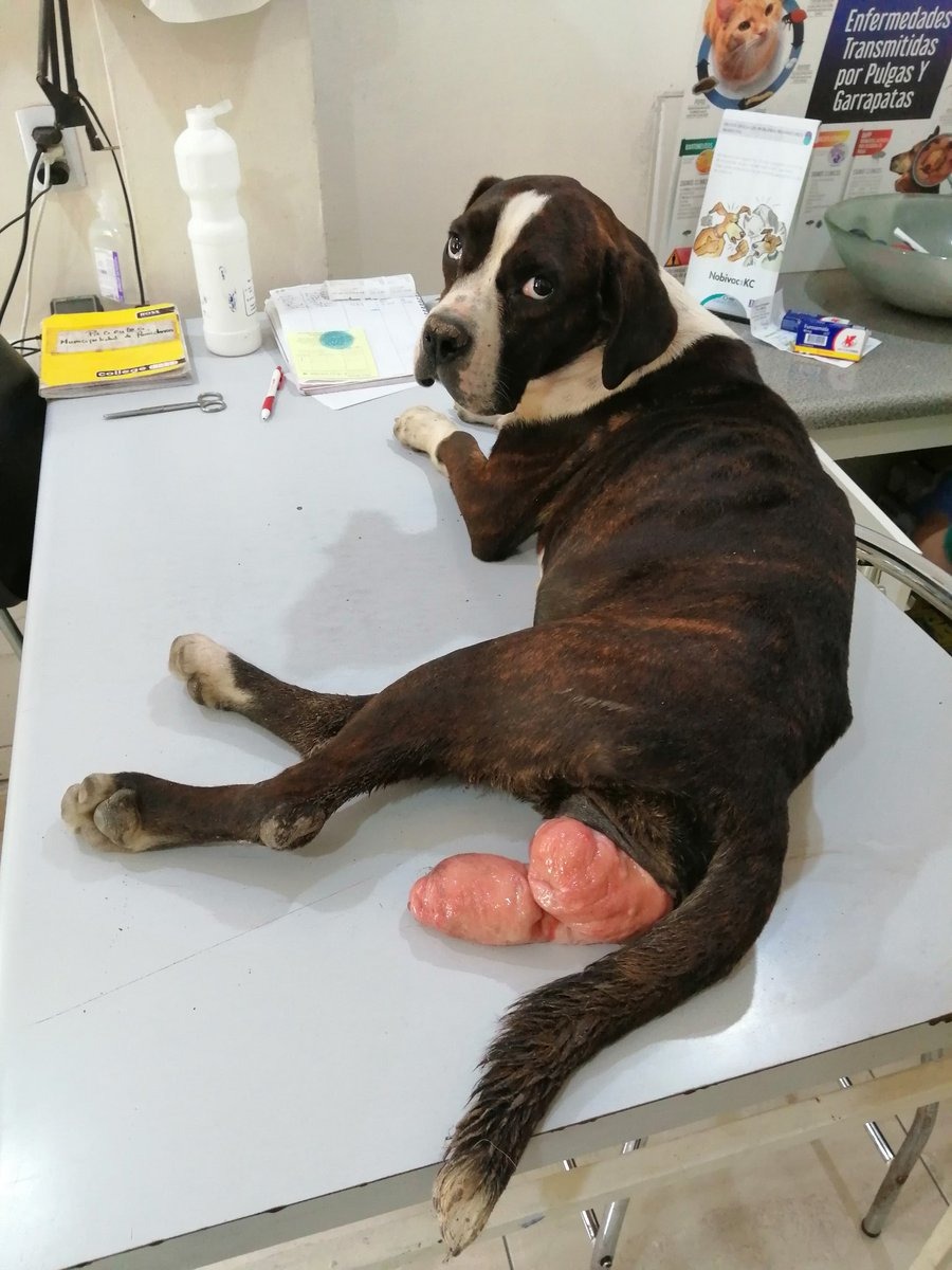 HELP Randy (DOG) campaign photo, 2 of 4