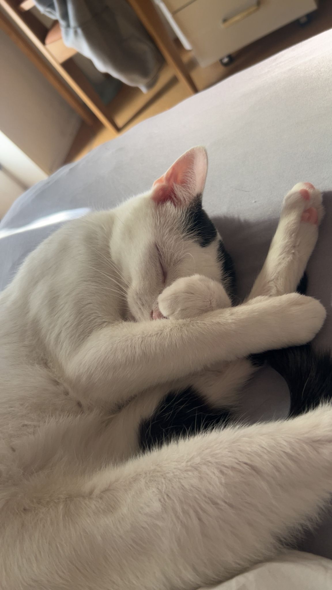 Hilfe für Kater Noh campaign photo, 6 of 7