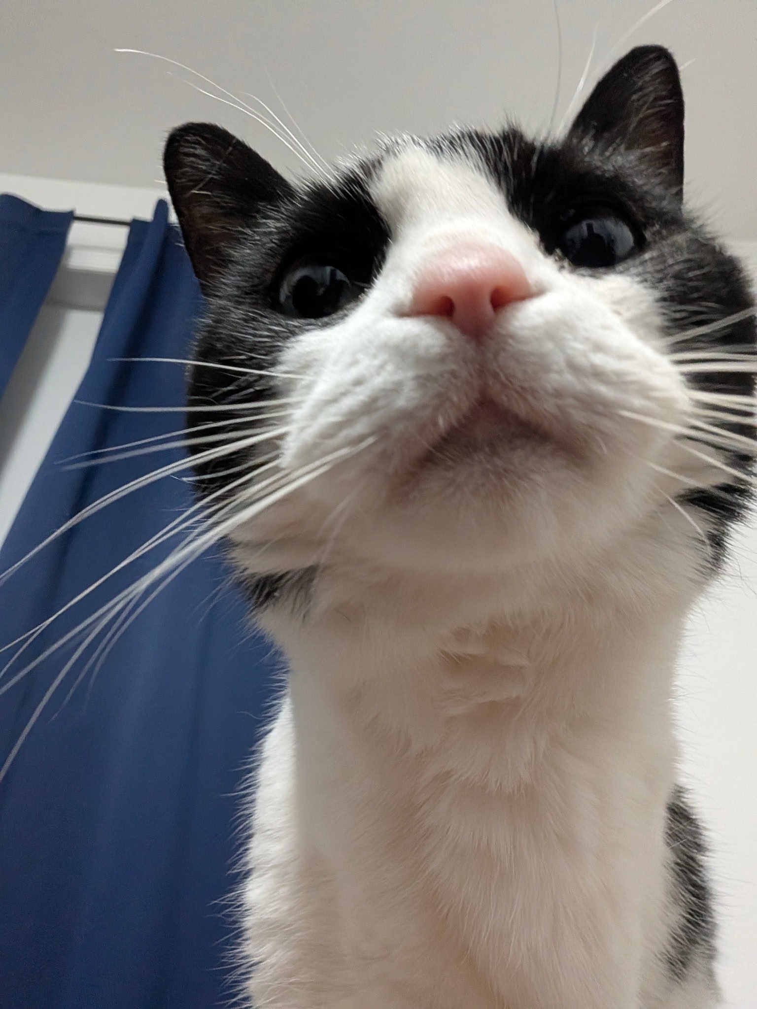Help a college student pay for her vet bills campaign photo, 2 of 8