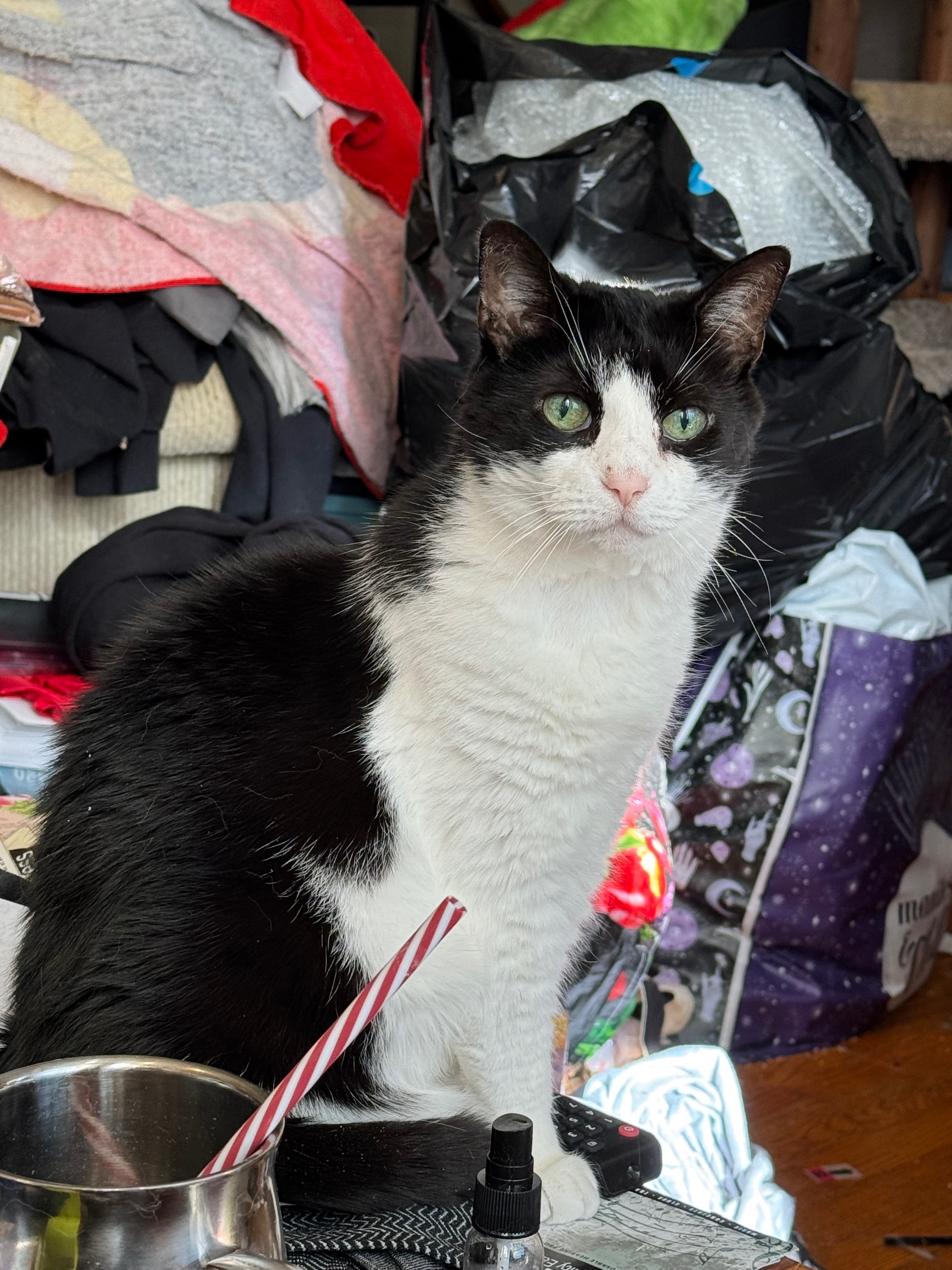 Help a college student pay for her vet bills campaign photo, 4 of 8