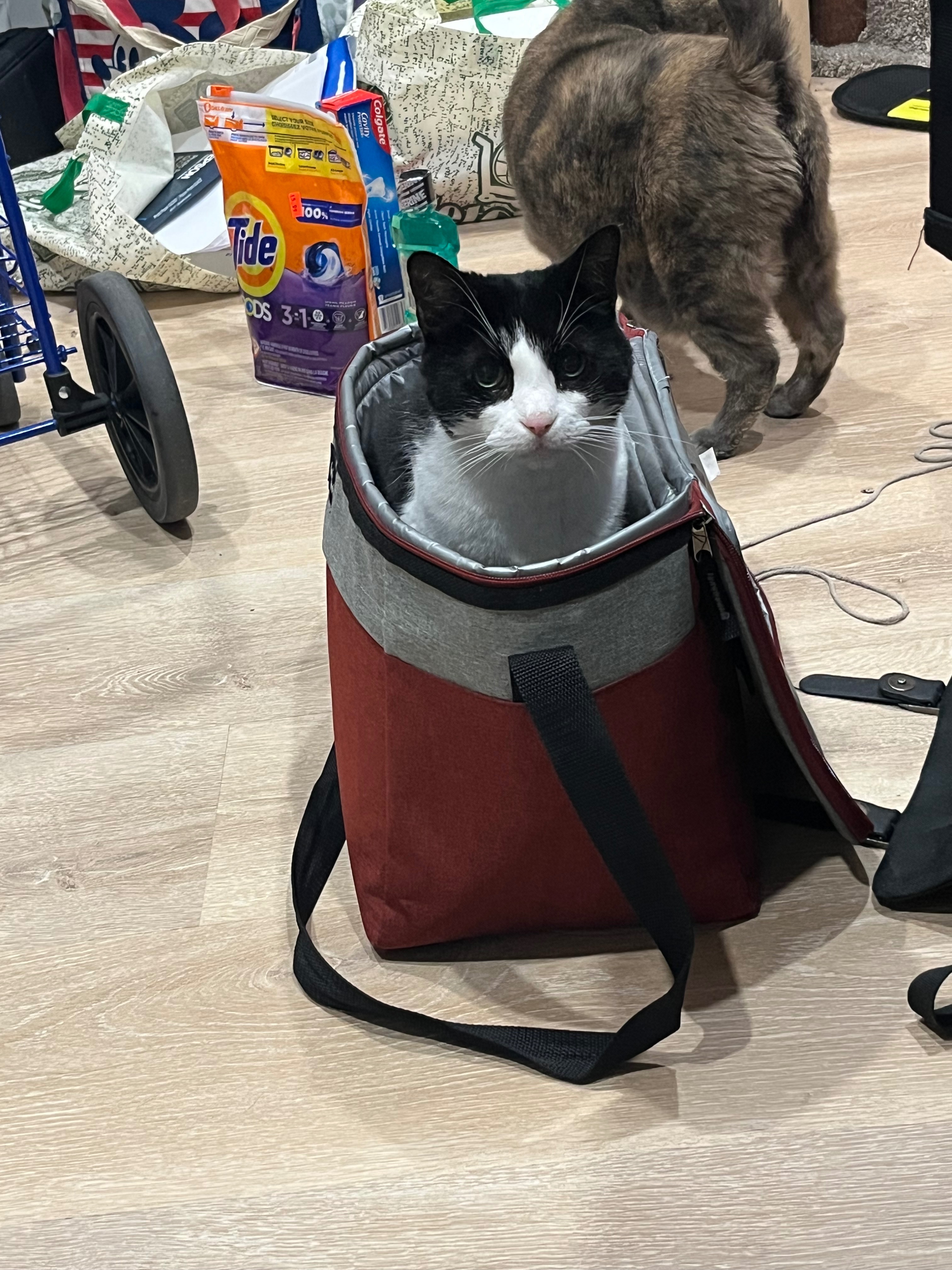 Help a college student pay for her vet bills campaign photo, 5 of 8