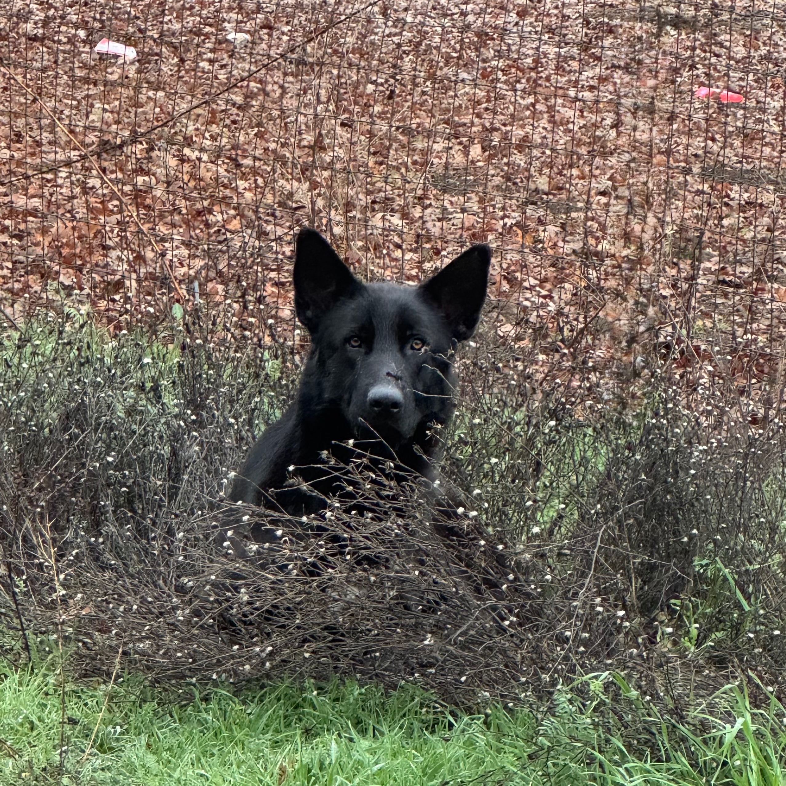 A Christmas Miracle for Dusk, the abandoned Shepherd Dog campaign photo, 6 of 7