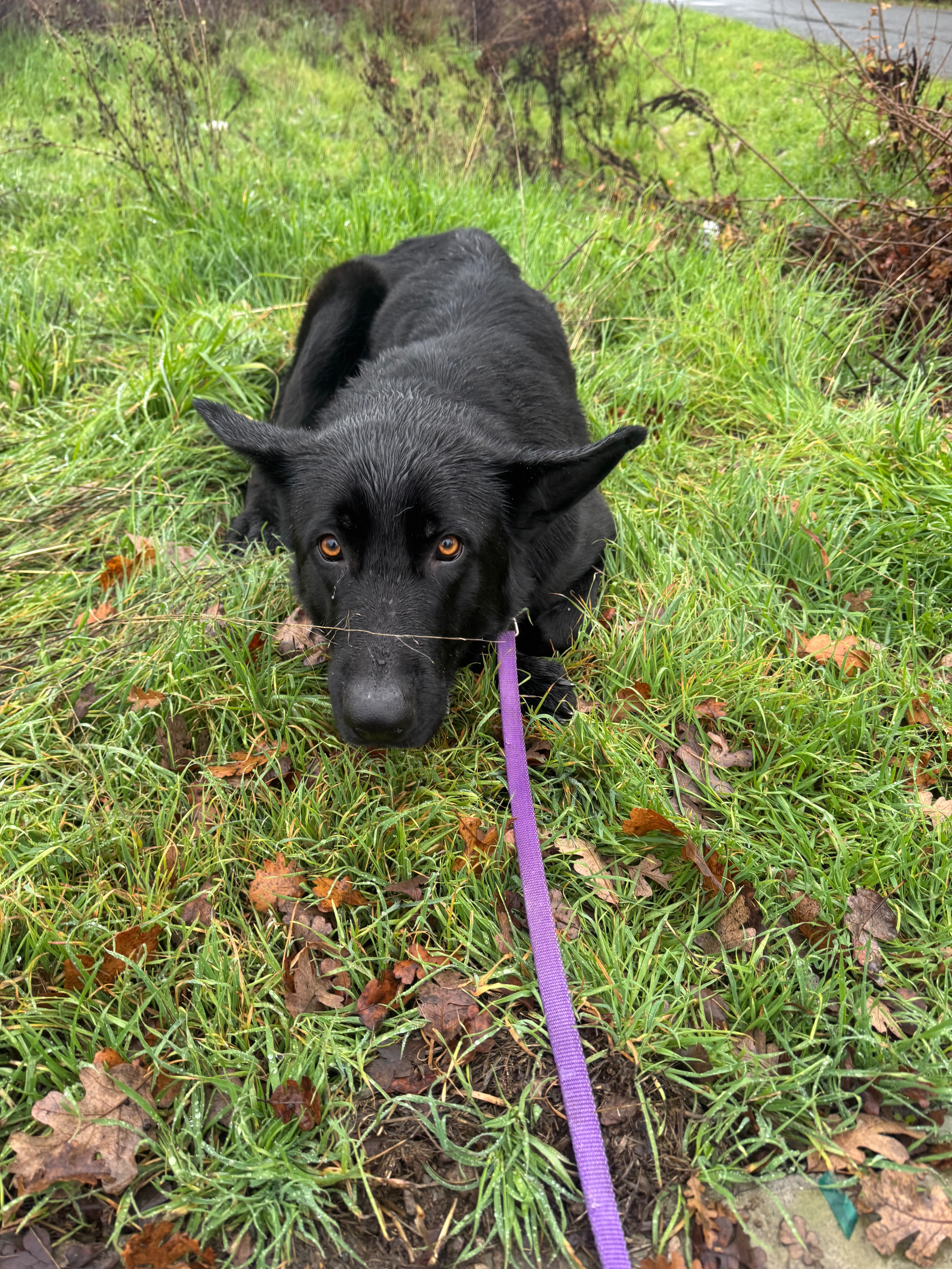 A Christmas Miracle for Dusk, the abandoned Shepherd Dog campaign photo, 2 of 7