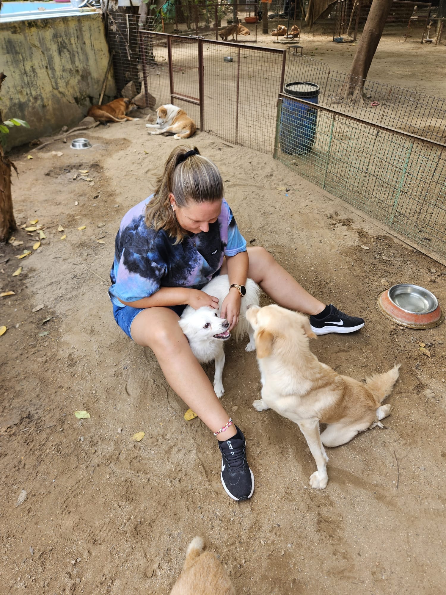 HELP de straat honden in Thailand!! campaign photo, 2 of 7